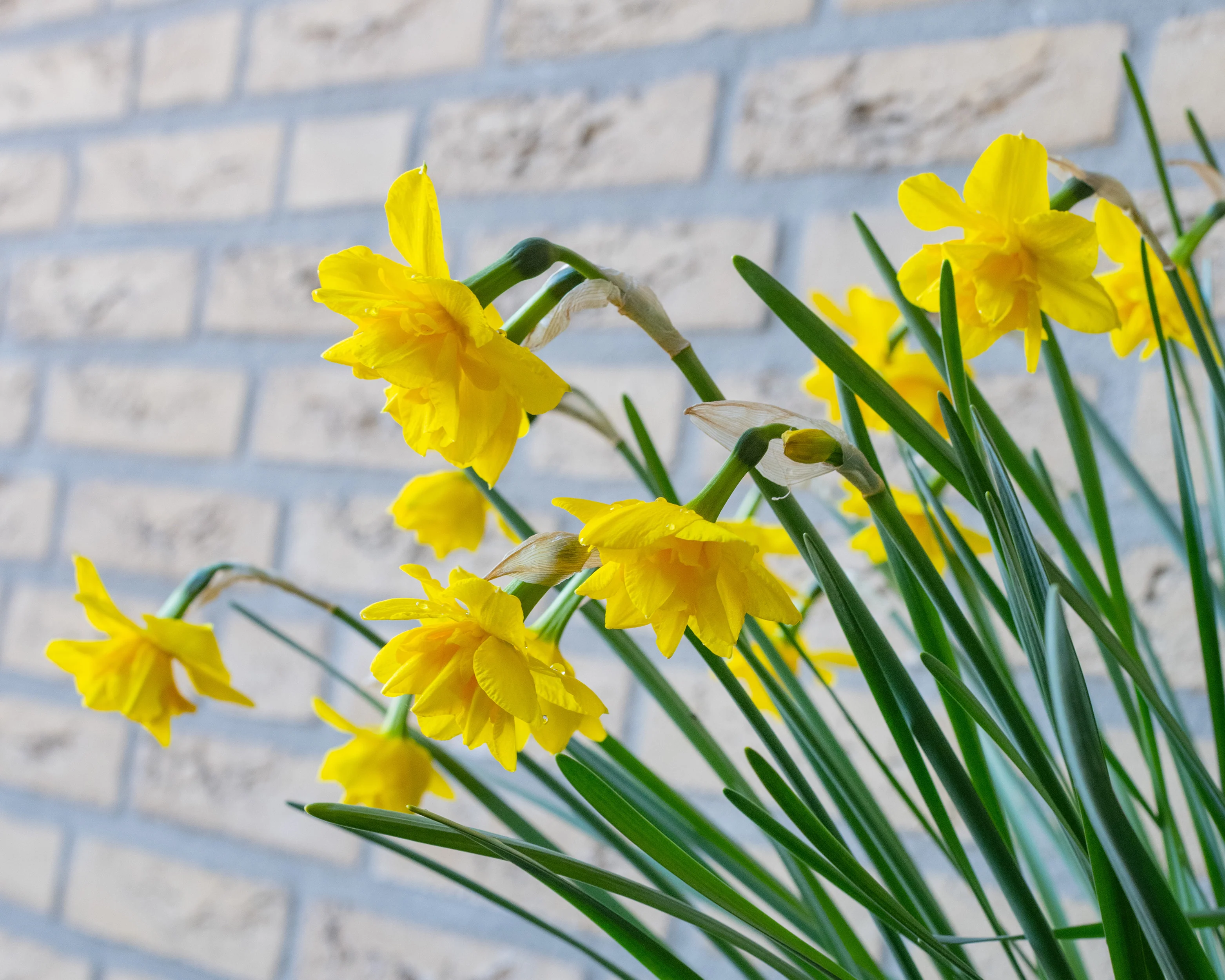Narcissus 'Golden Delicious' - Image 6