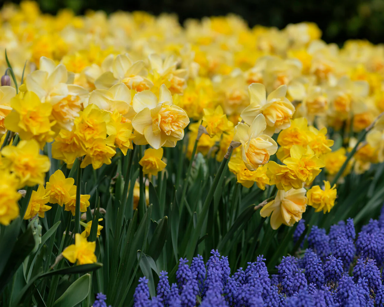 Narcissus 'Golden Delicious' - Image 9
