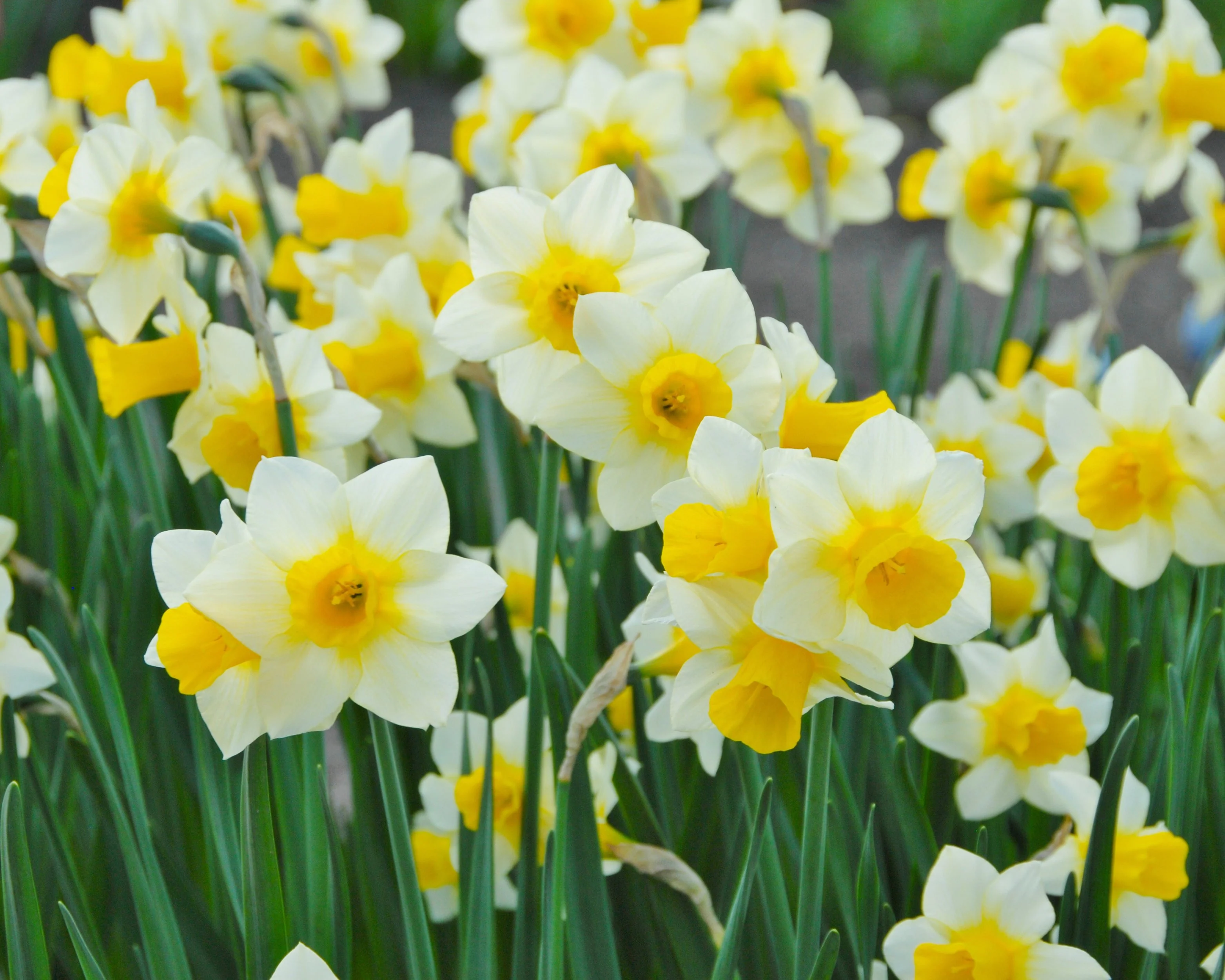 Narcissus 'Golden Echo' - Image 3