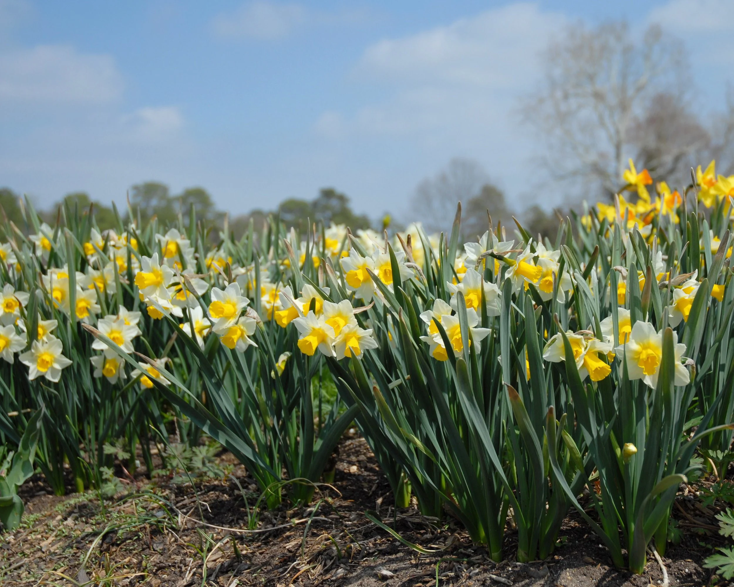Narcissus 'Golden Echo' - Image 4