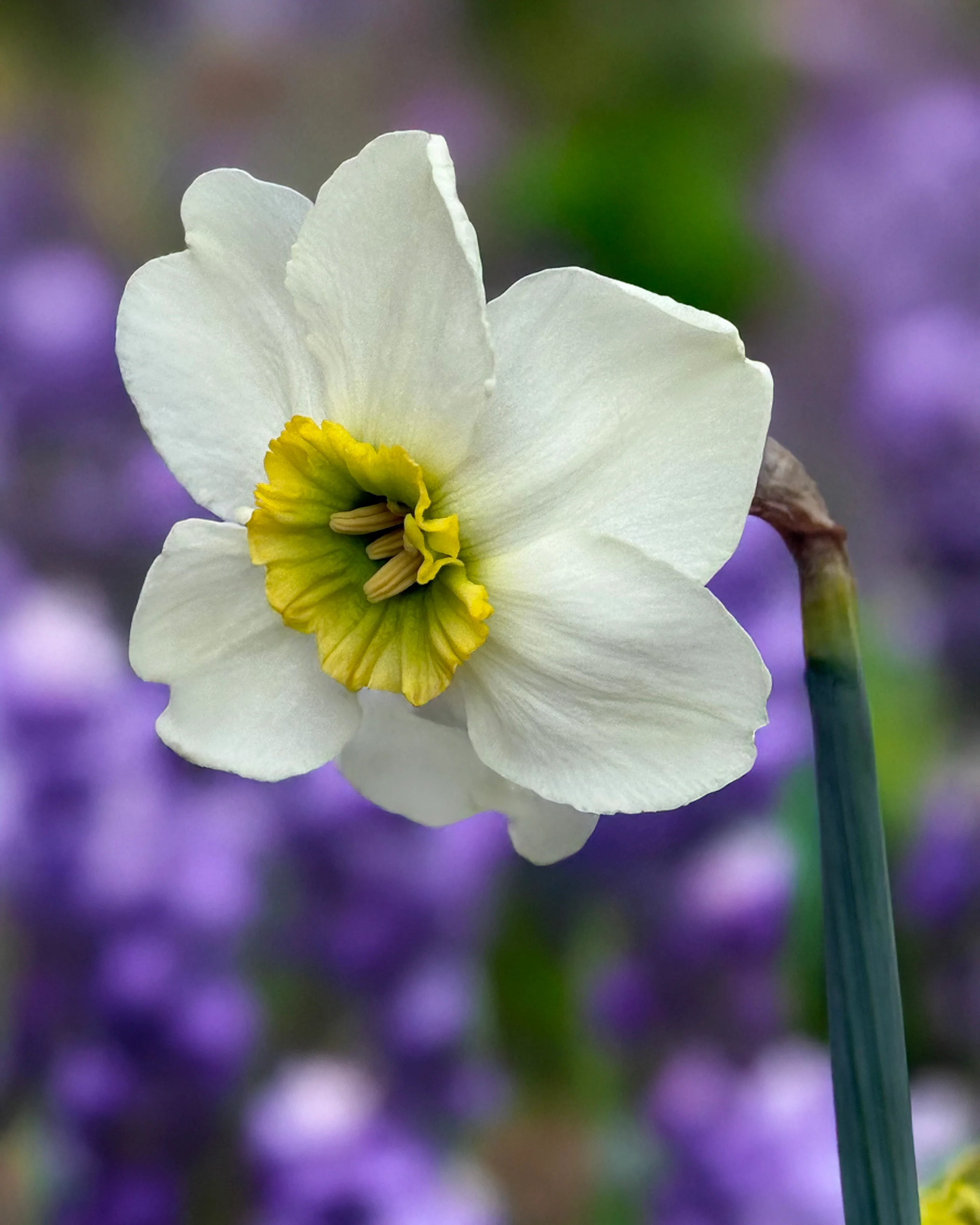 Narcissus 'Gracy's Green' - Image 3