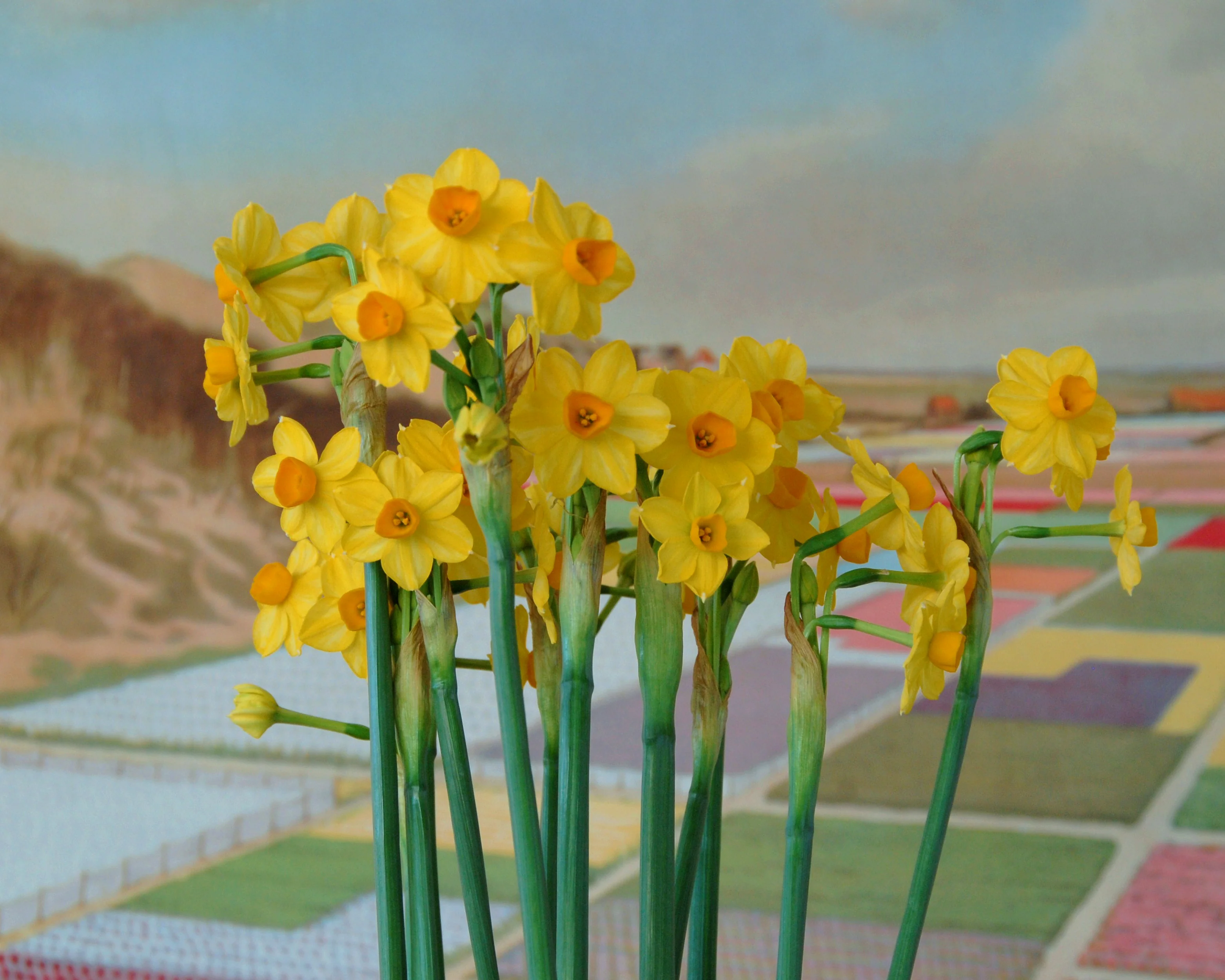 Narcissus 'Grand Soleil d'Or' - Image 2