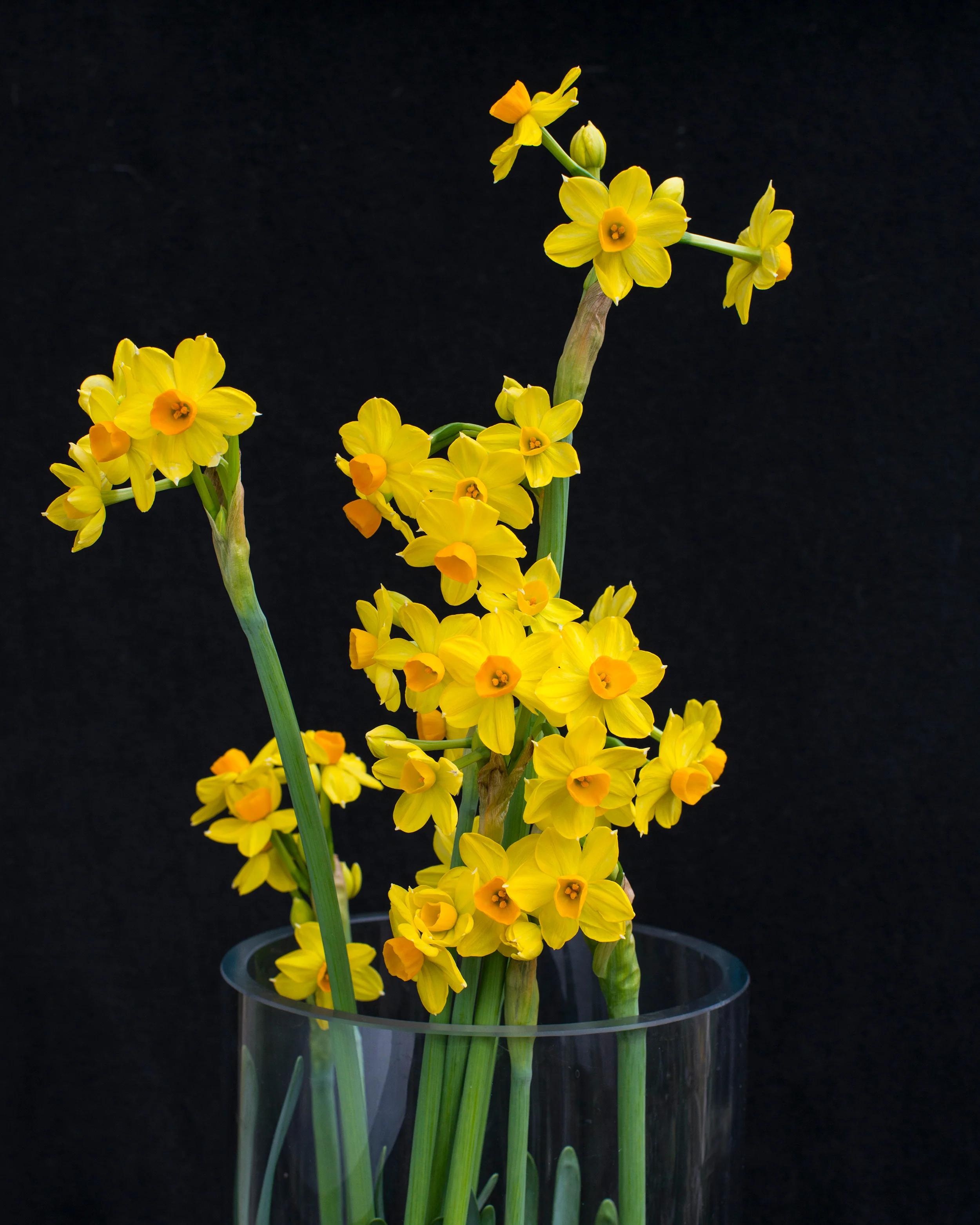 Narcissus 'Grand Soleil d'Or' - Image 4