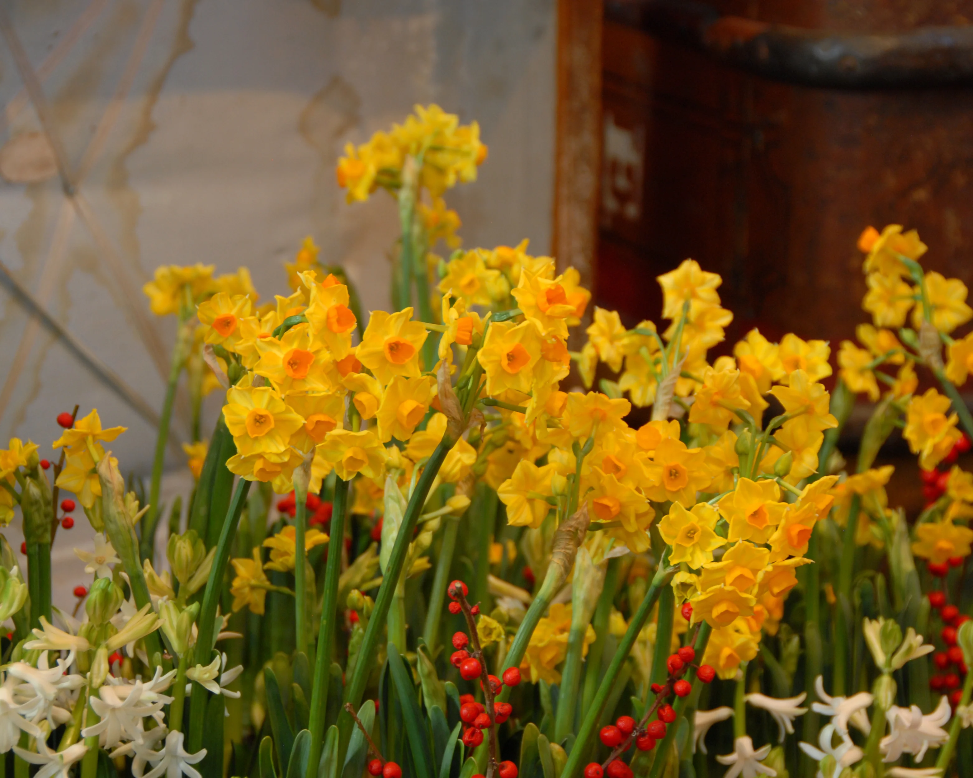 Narcissus 'Grand Soleil d'Or' - Image 6