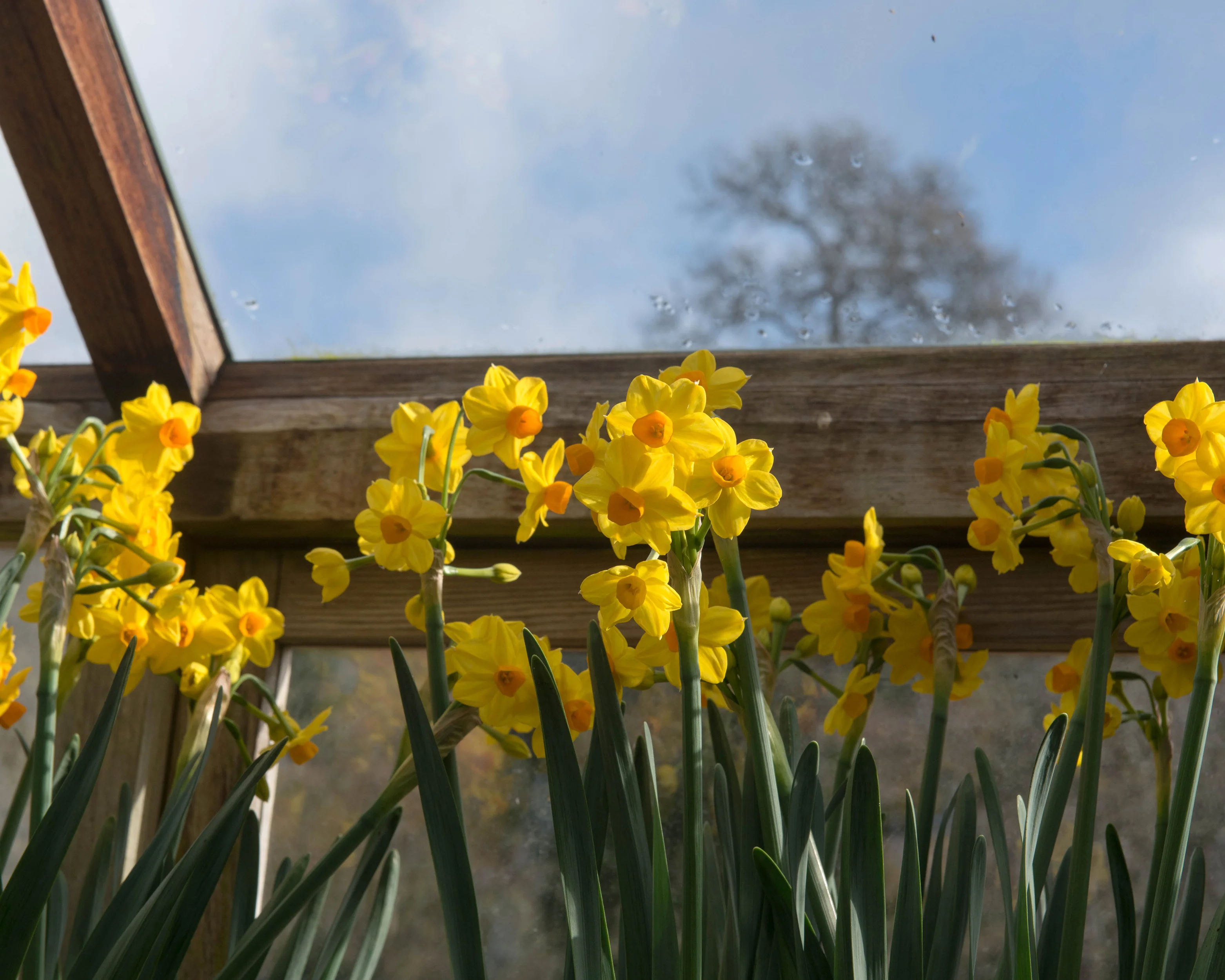 Narcissus 'Grand Soleil d'Or' - Image 7