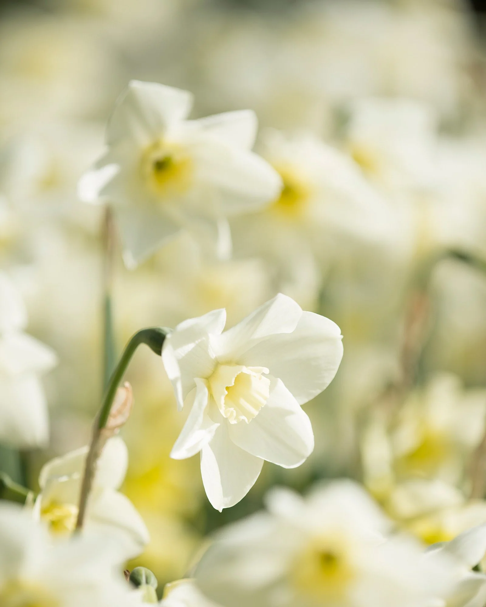 Narcissus 'Green Eyes' - Image 2