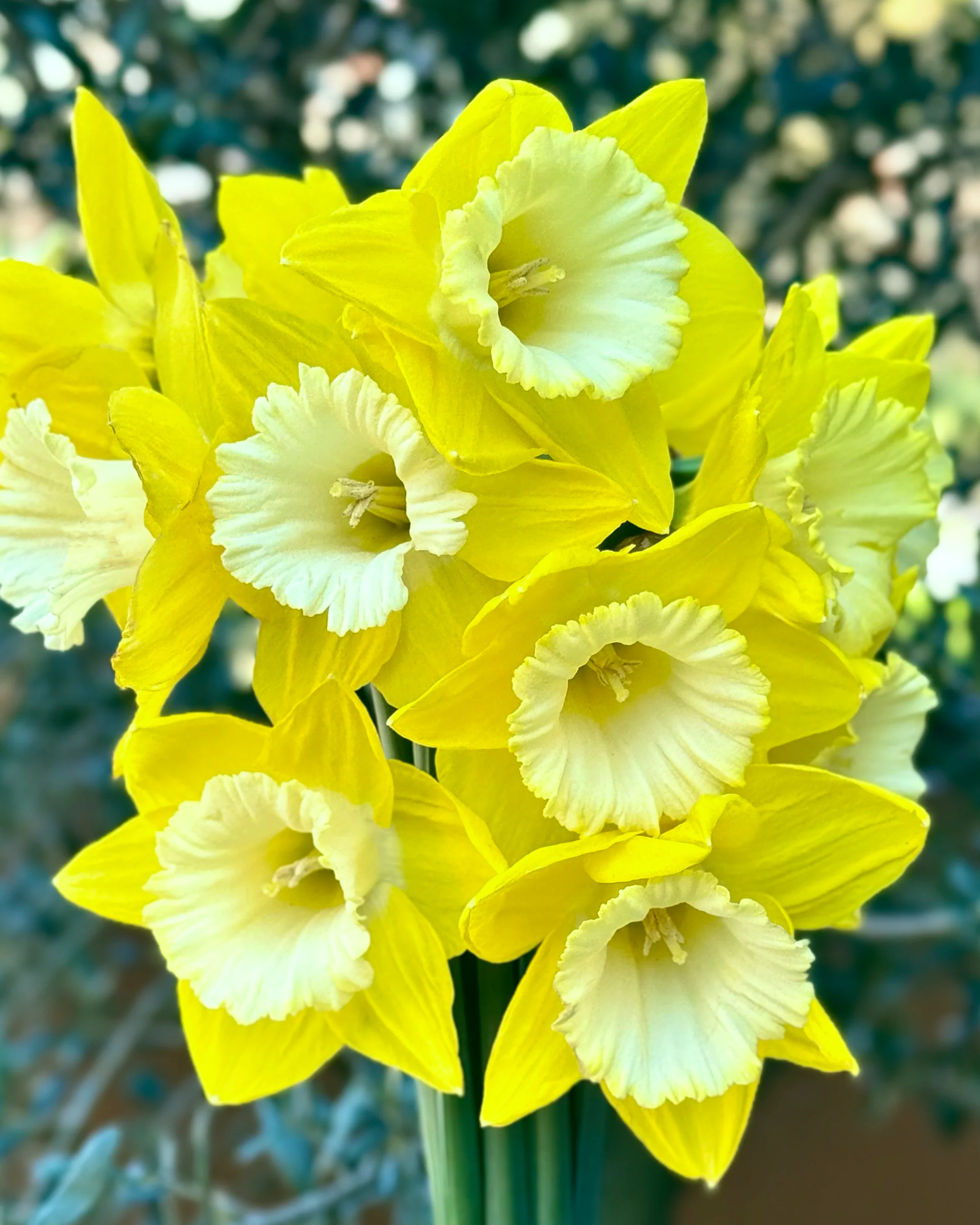Narcissus 'Green Garden' - Image 2