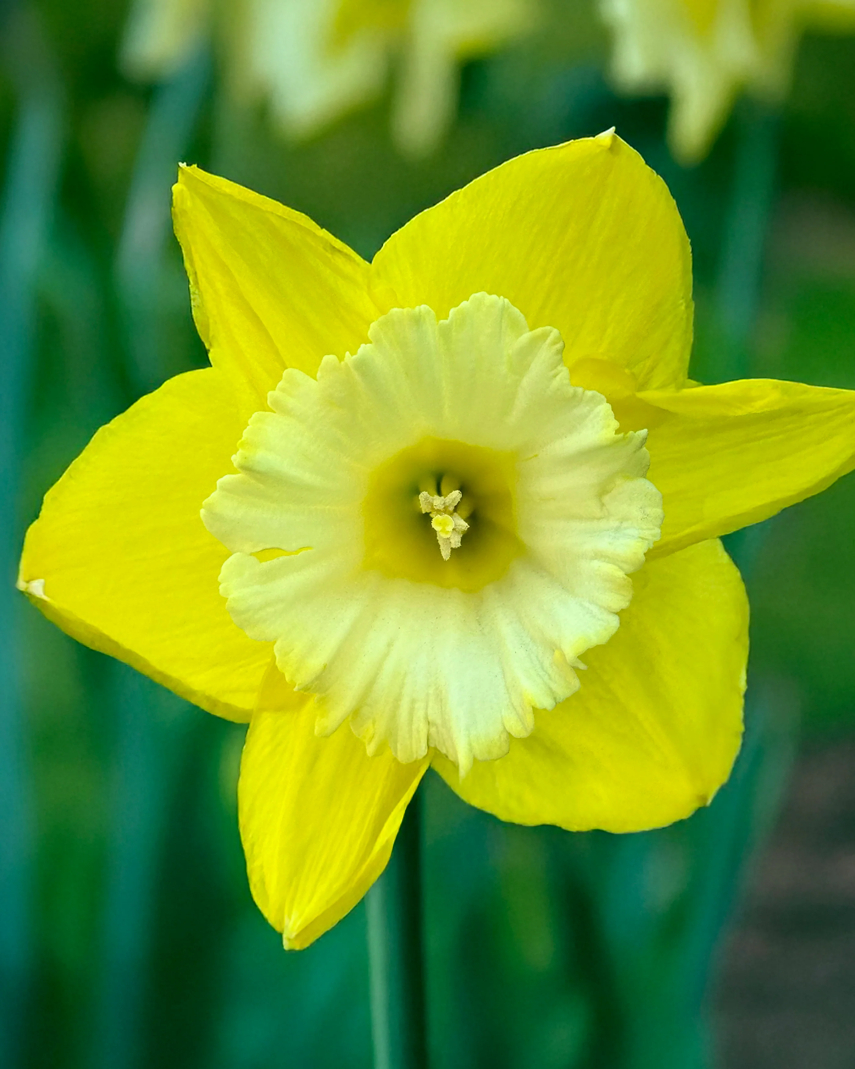 Narcissus 'Green Garden' - Image 3