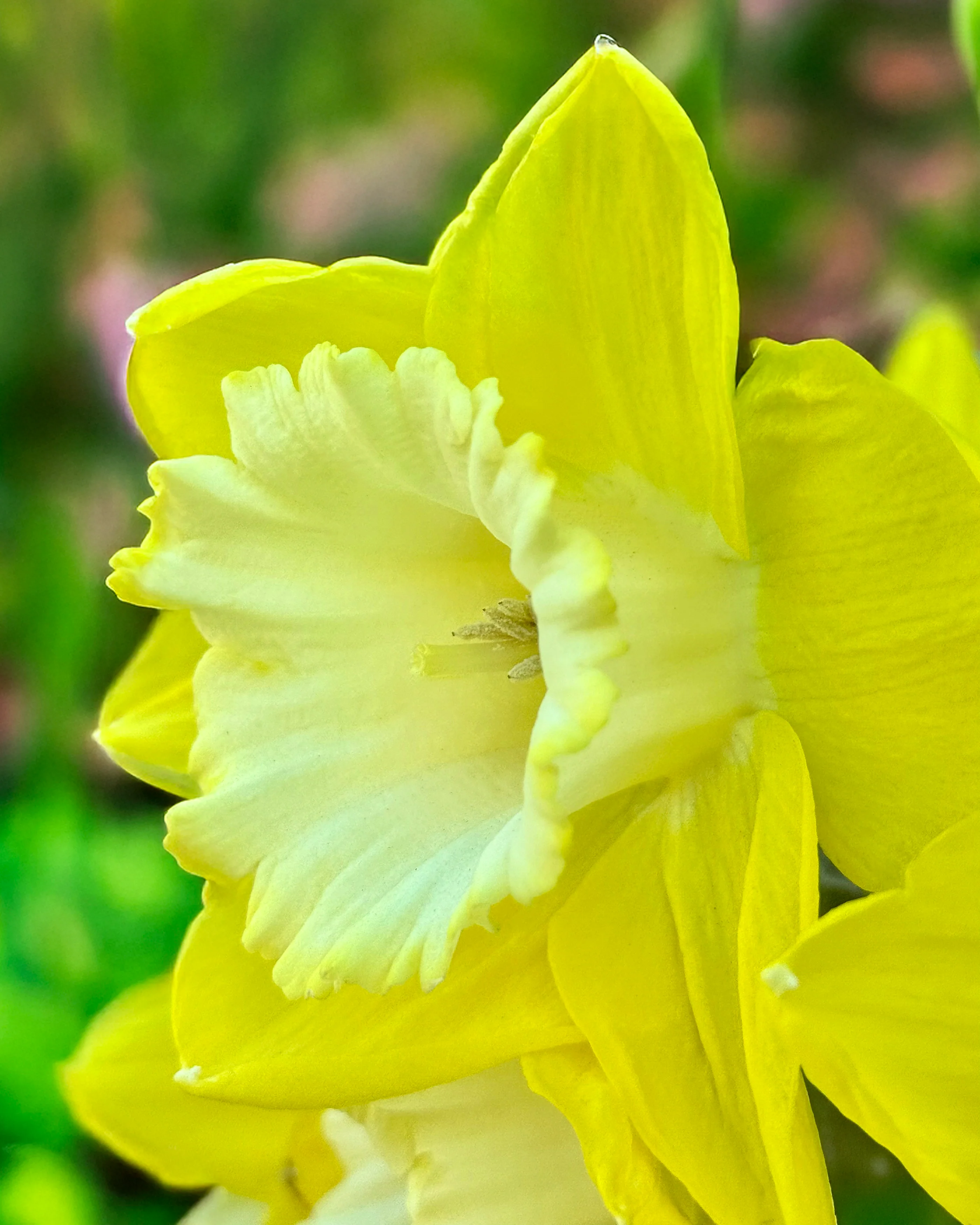 Narcissus 'Green Garden' - Image 4