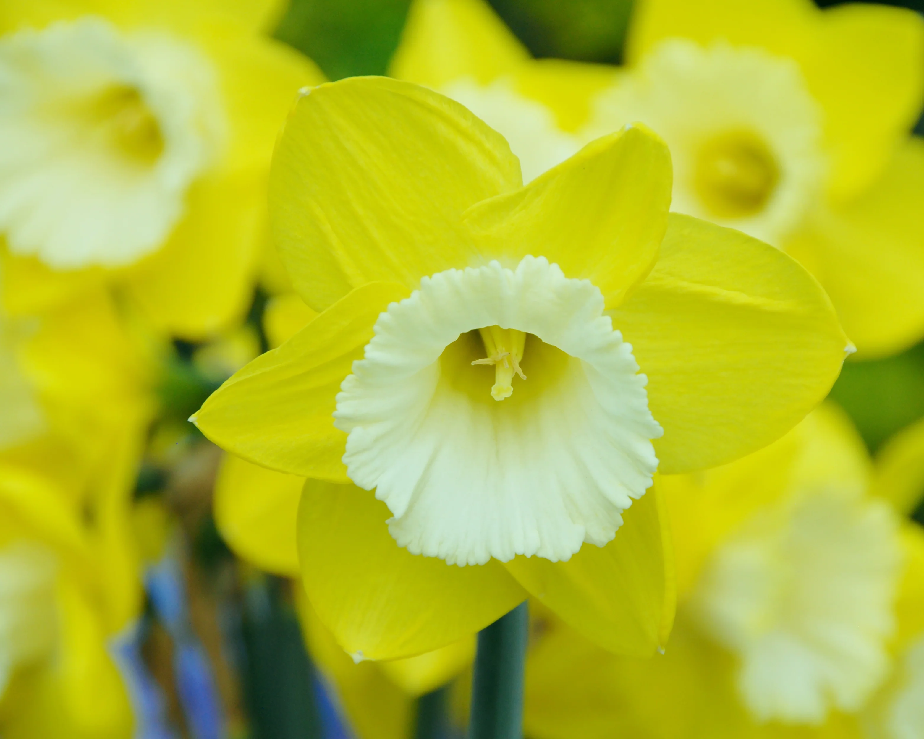 Narcissus 'Green Garden' - Image 6