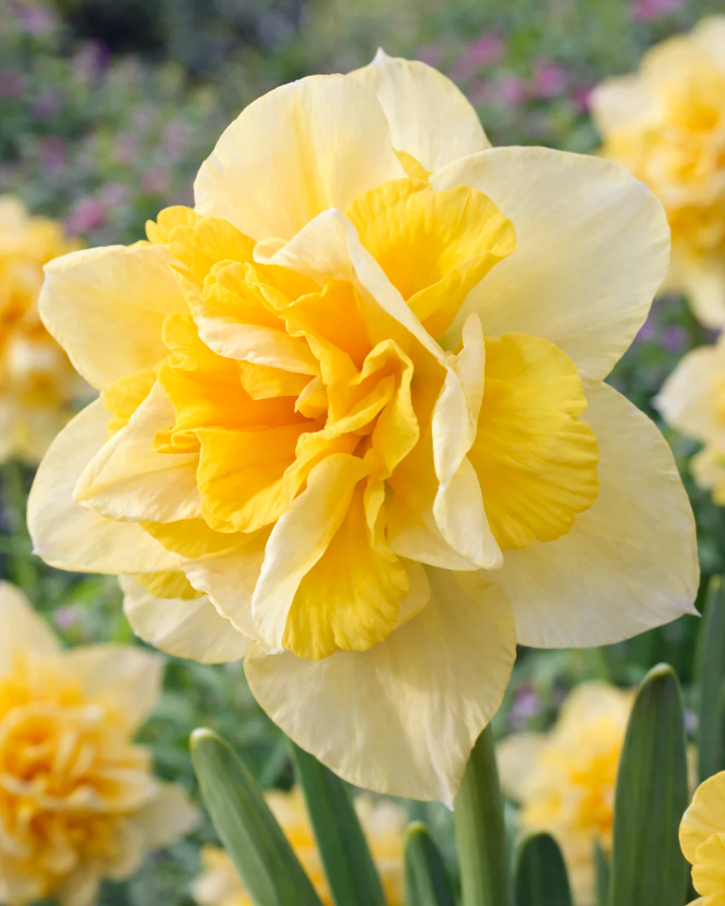 Narcissus 'Growers Beauty'