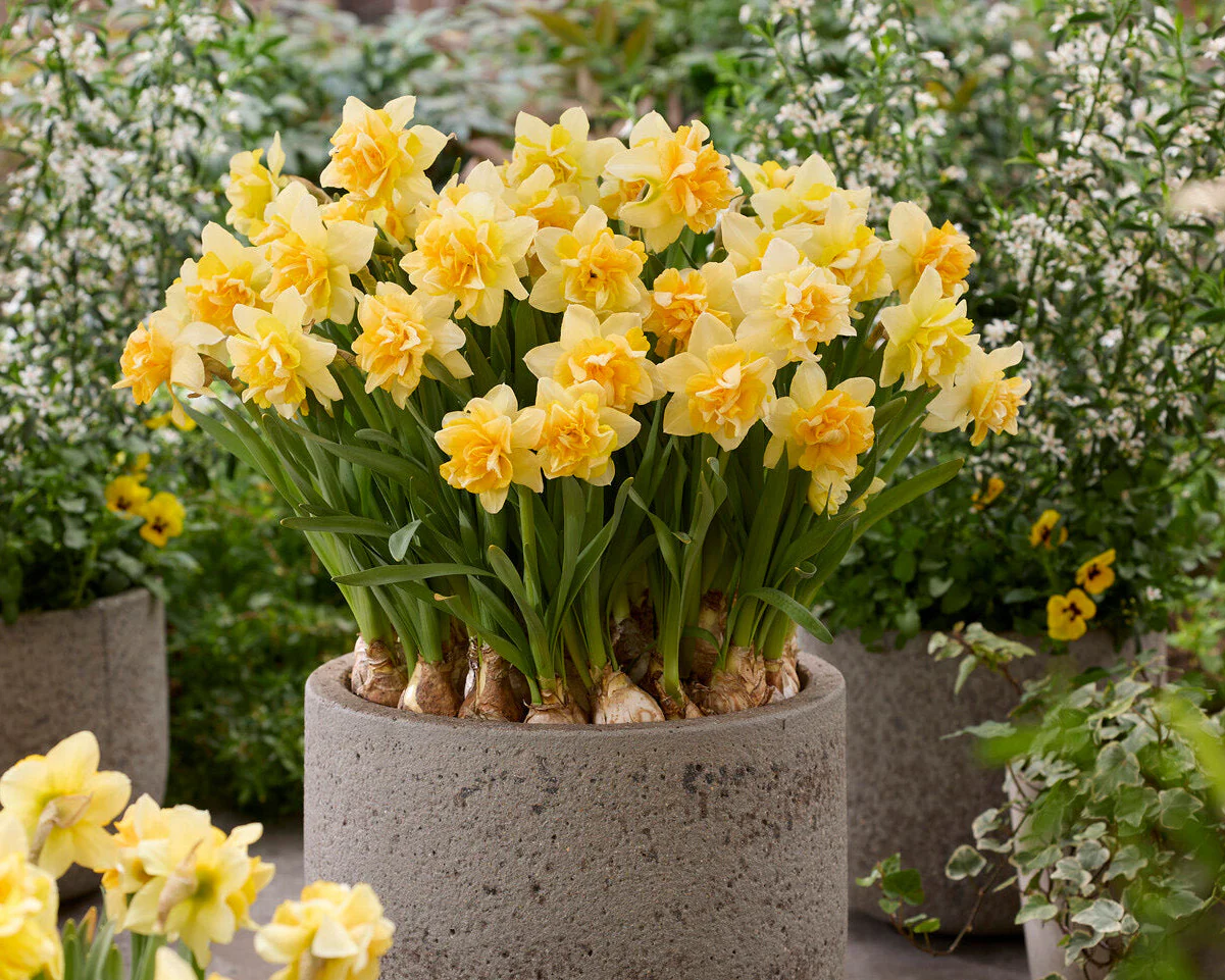 Narcissus 'Growers Beauty' - Image 2