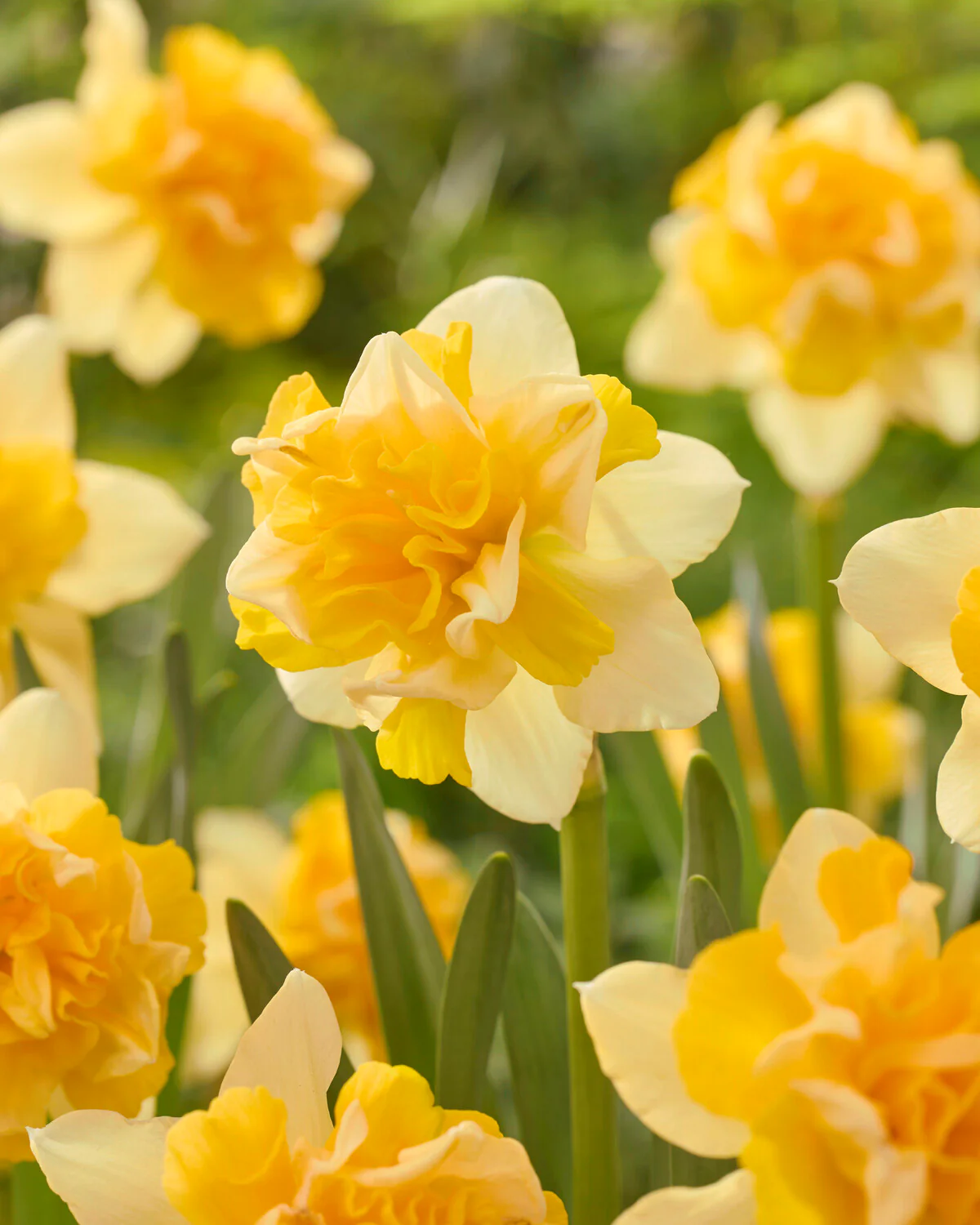 Narcissus 'Growers Beauty' - Image 7