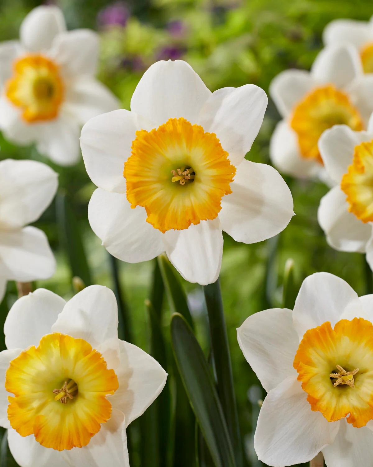 Narcissus 'Happy Smiles' - Image 5