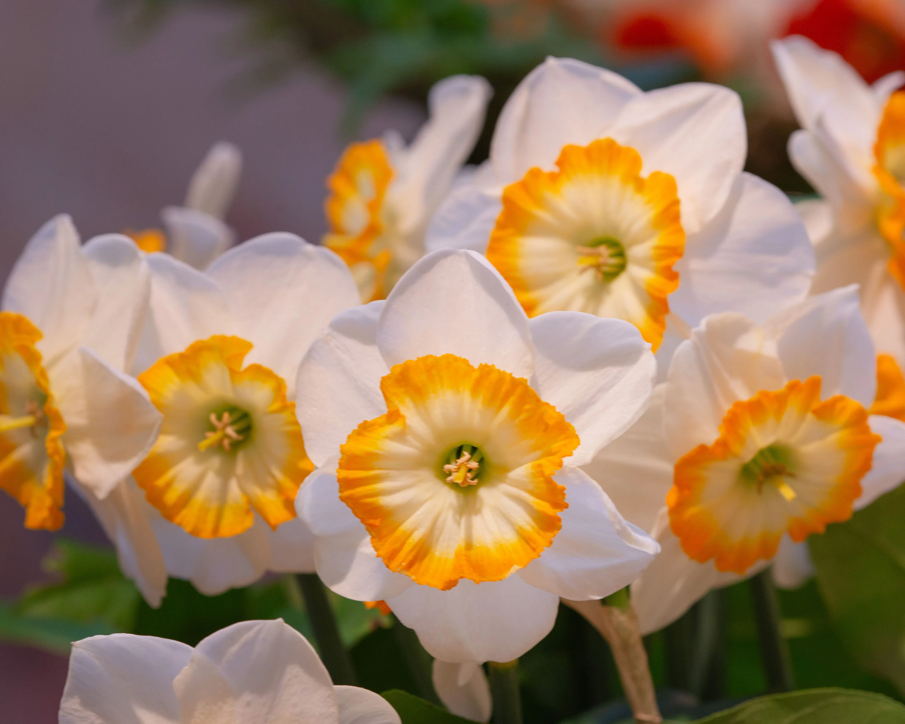 Narcissus 'Happy Smiles' - Image 6