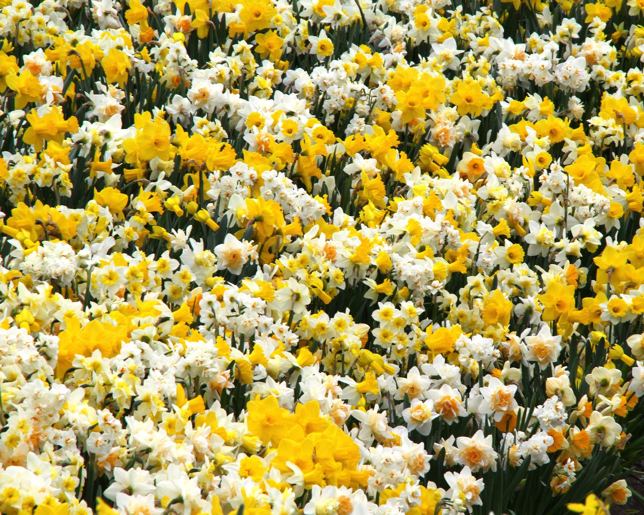 Narcissus 'Harlequin Mix' - Image 3