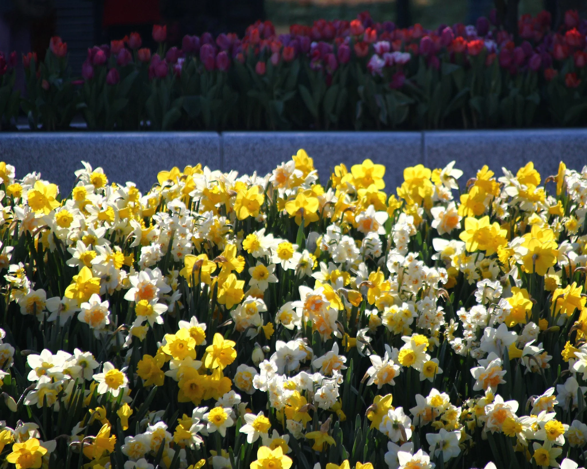 Narcissus 'Harlequin Mix' - Image 5
