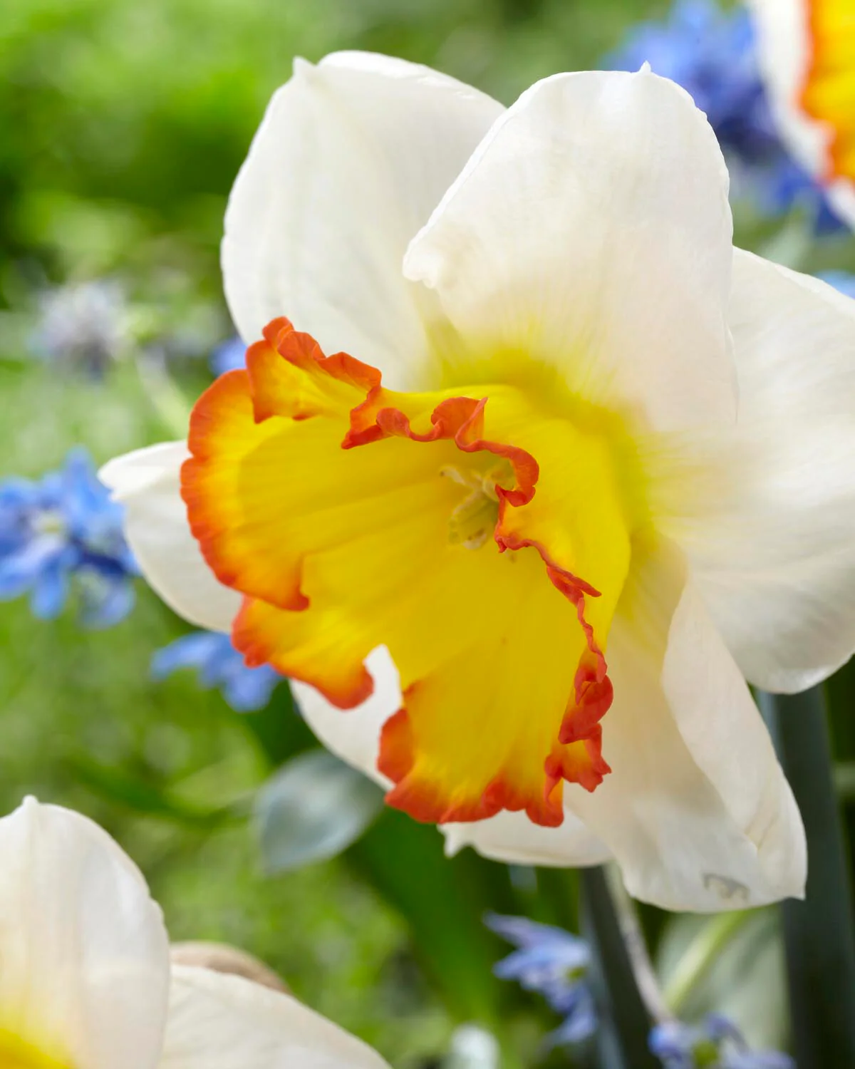 Narcissus 'Hawaiian Skies'