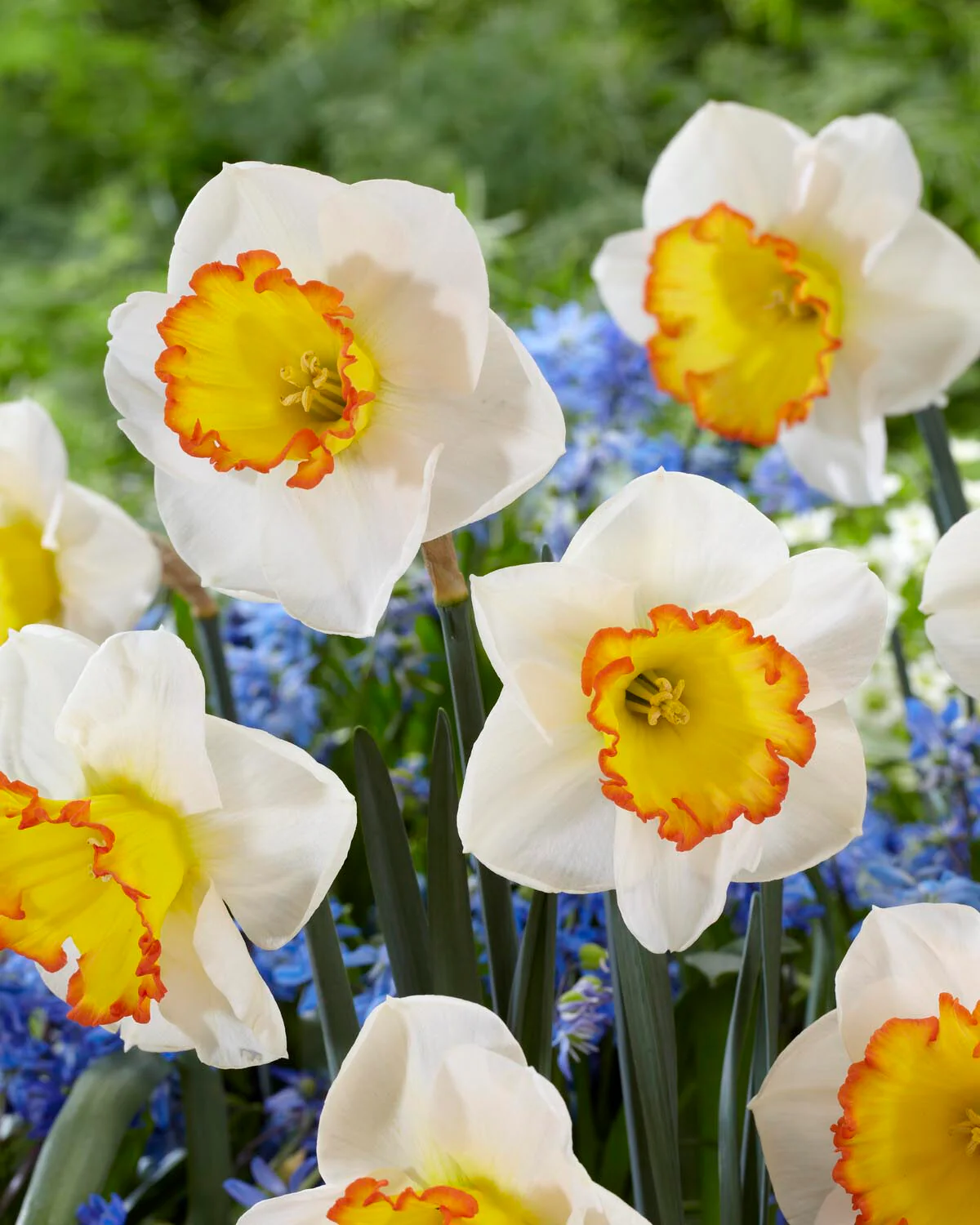Narcissus 'Hawaiian Skies' - Image 4