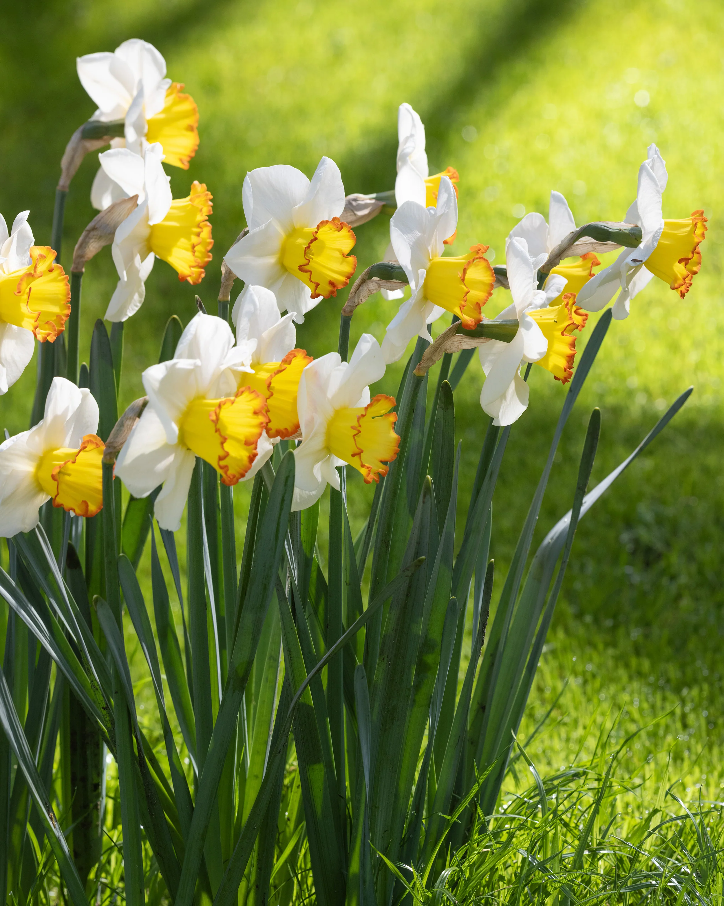 Narcissus 'Hawaiian Skies' - Image 5