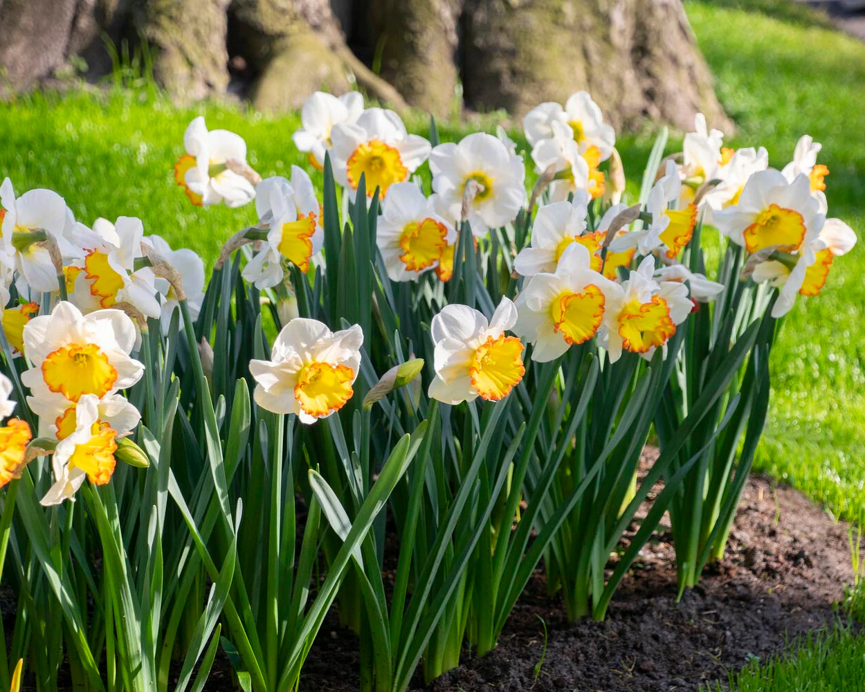 Narcissus 'Hawaiian Skies' - Image 7