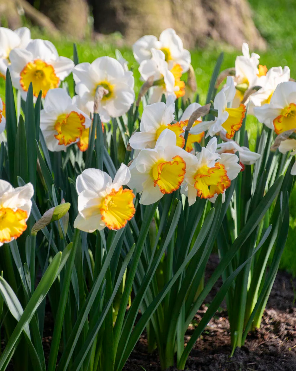Narcissus 'Hawaiian Skies' - Image 9