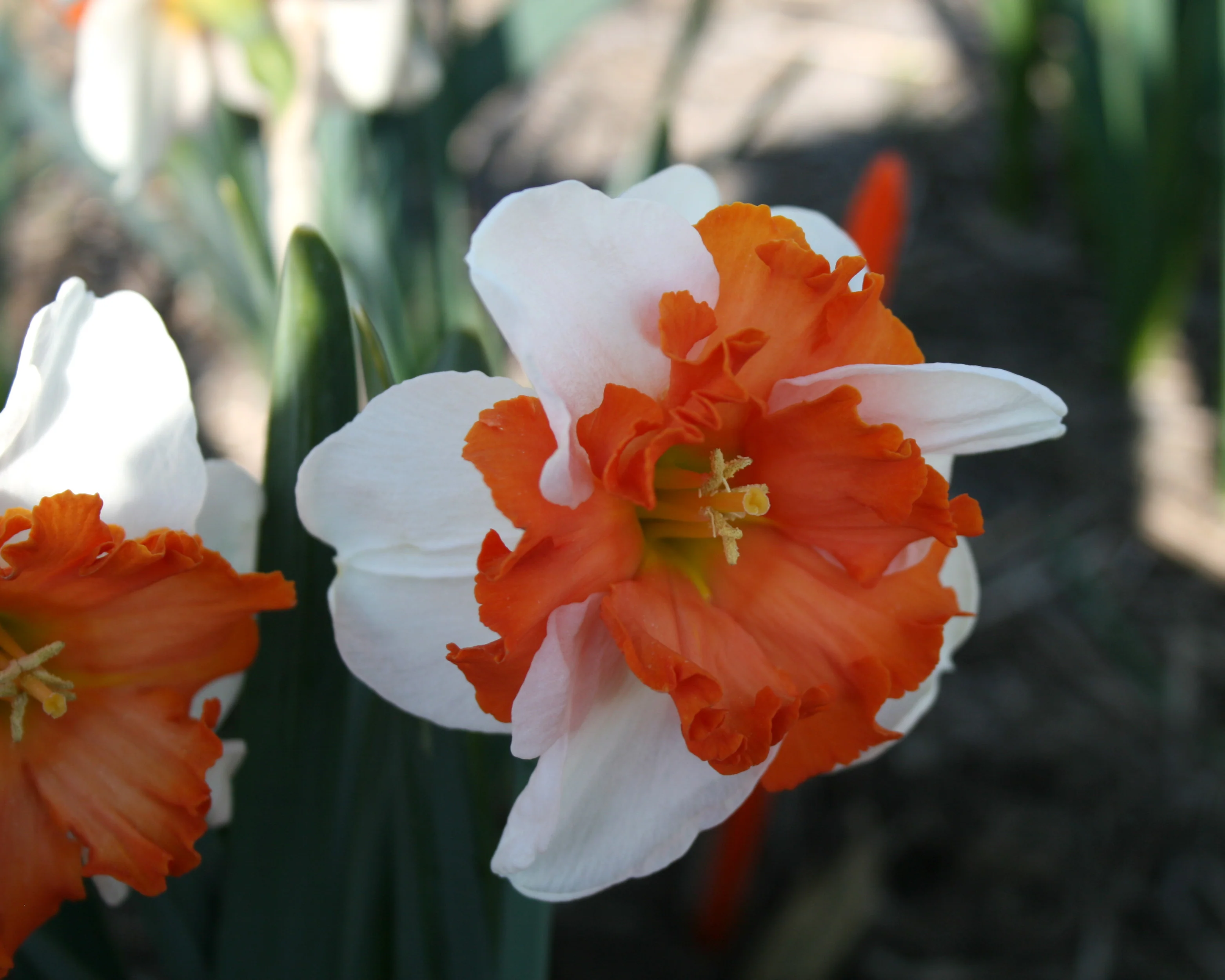 Narcissus 'Heartbeat' - Image 4