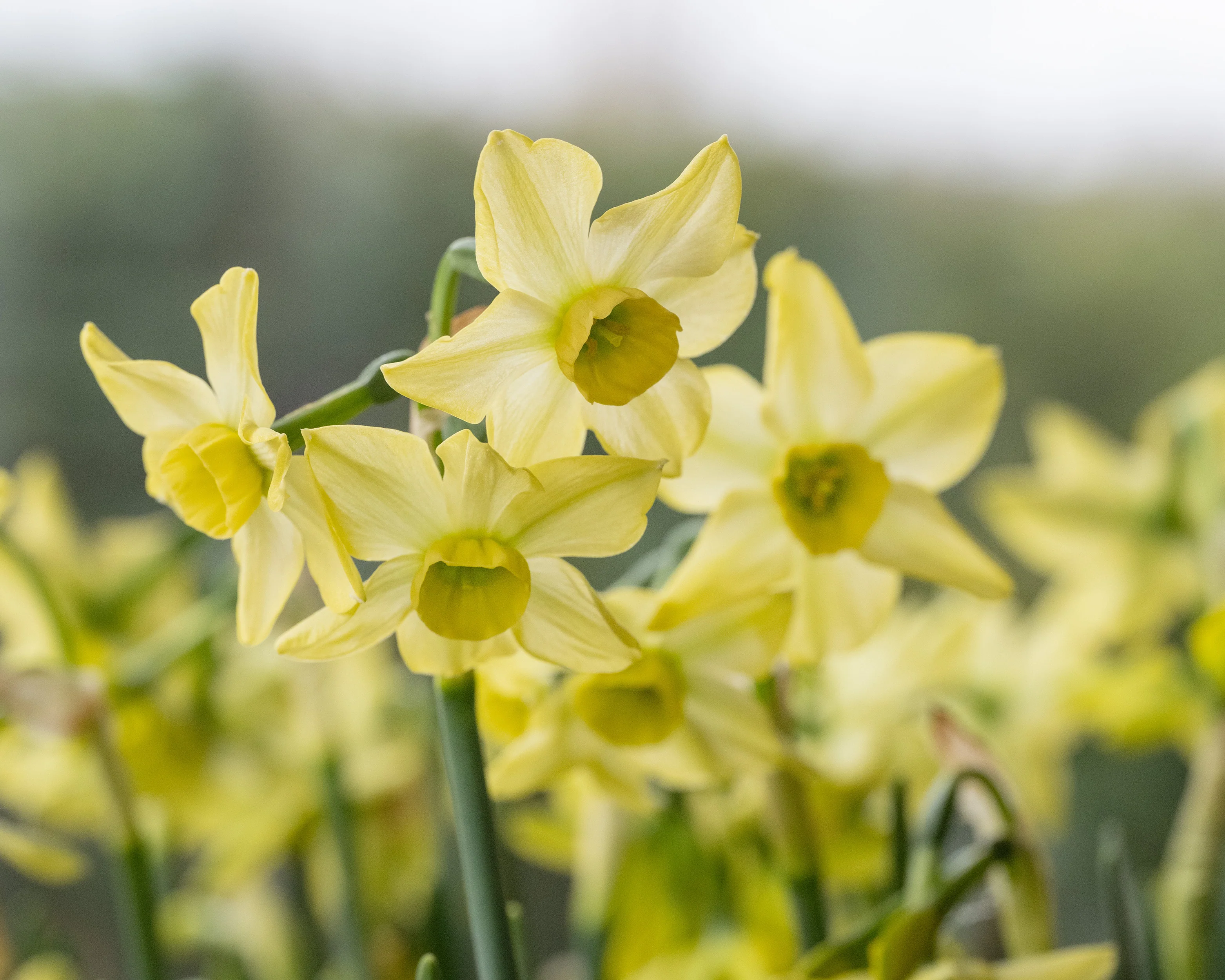 Narcissus 'Hunter Dawn' - Image 3