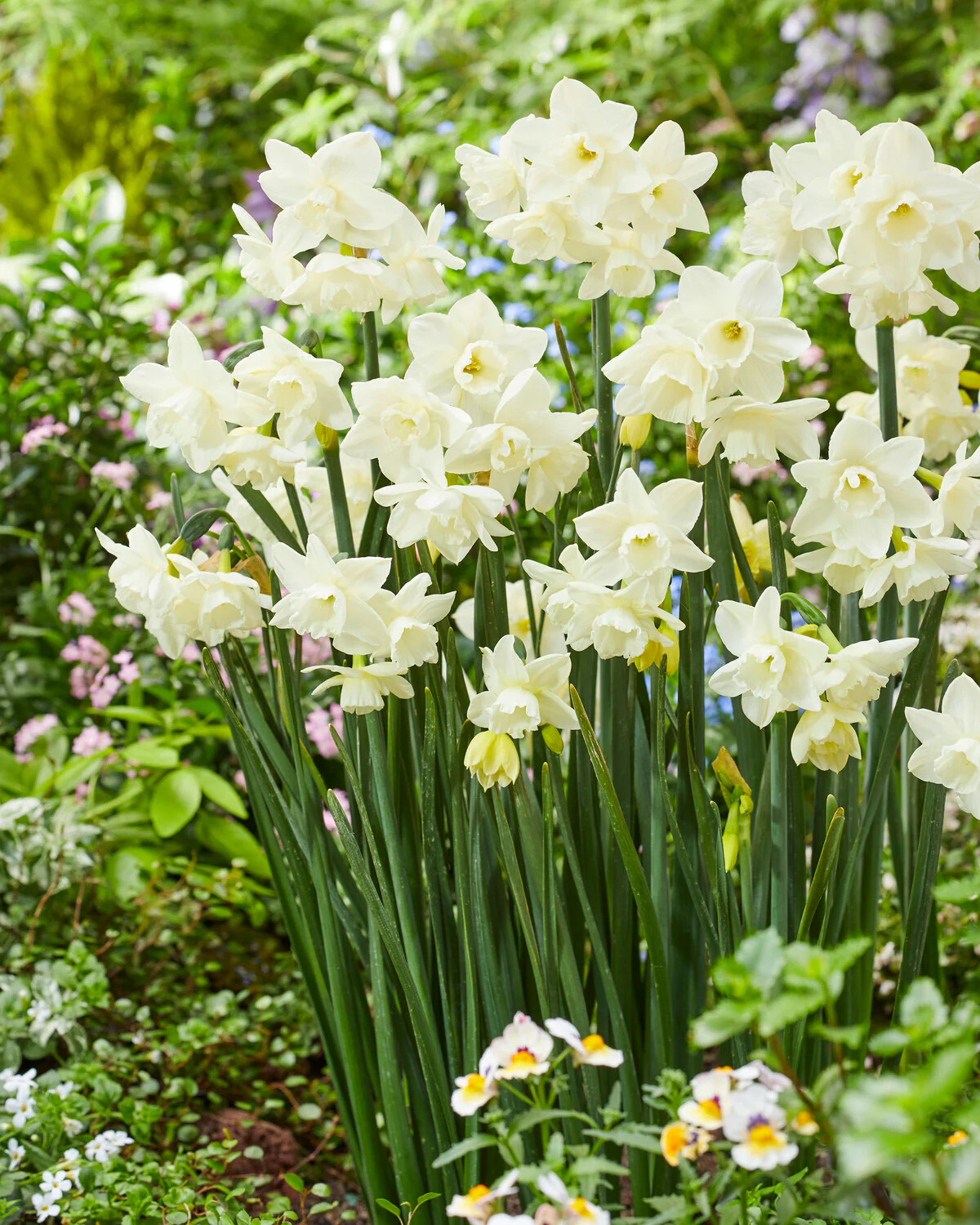 Narcissus 'Hunter Morn' - Image 3