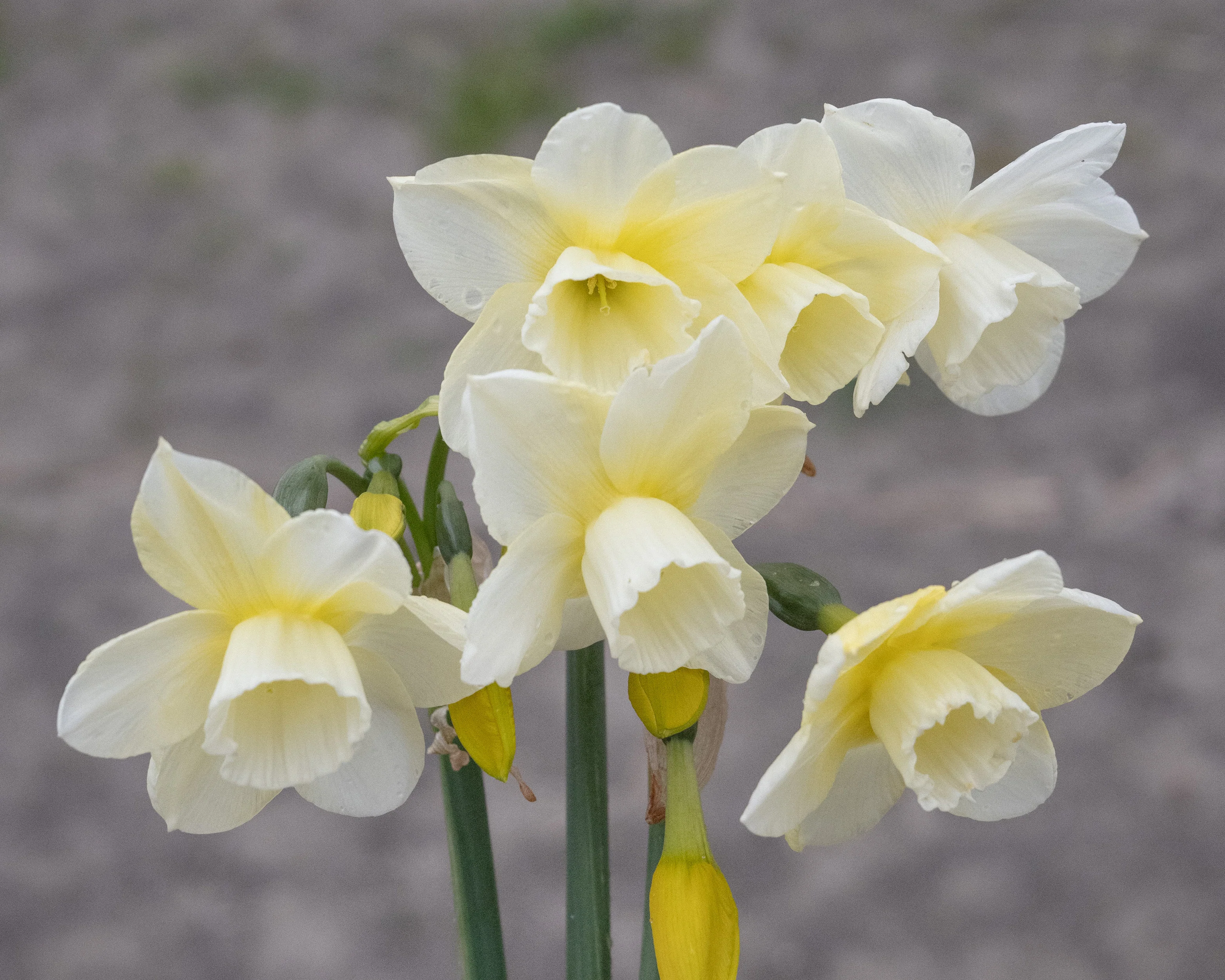 Narcissus 'Hunter Morn' - Image 4