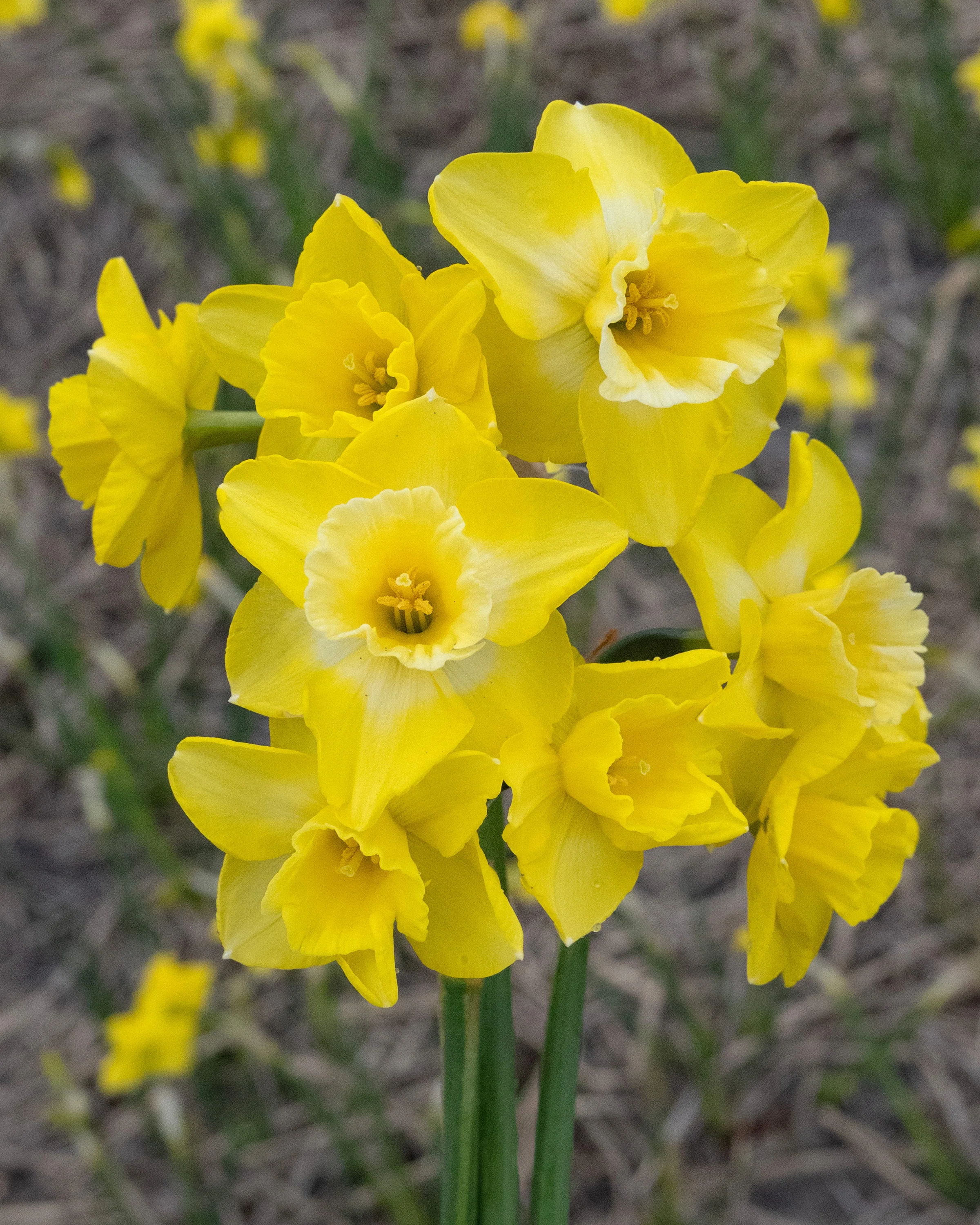 Narcissus 'Hunter Sunrise' - Image 3