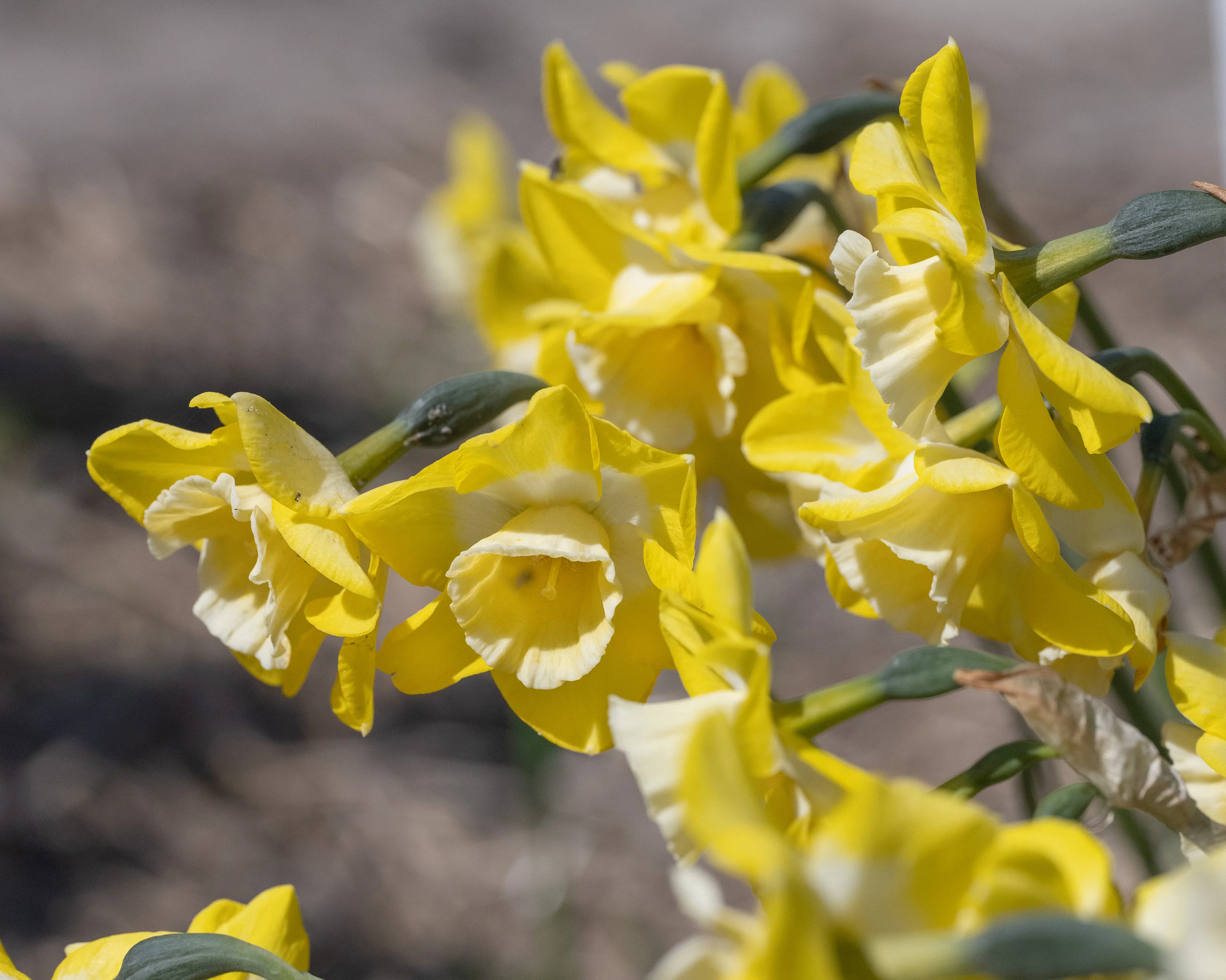 Narcissus 'Hunter Sunrise' - Image 4