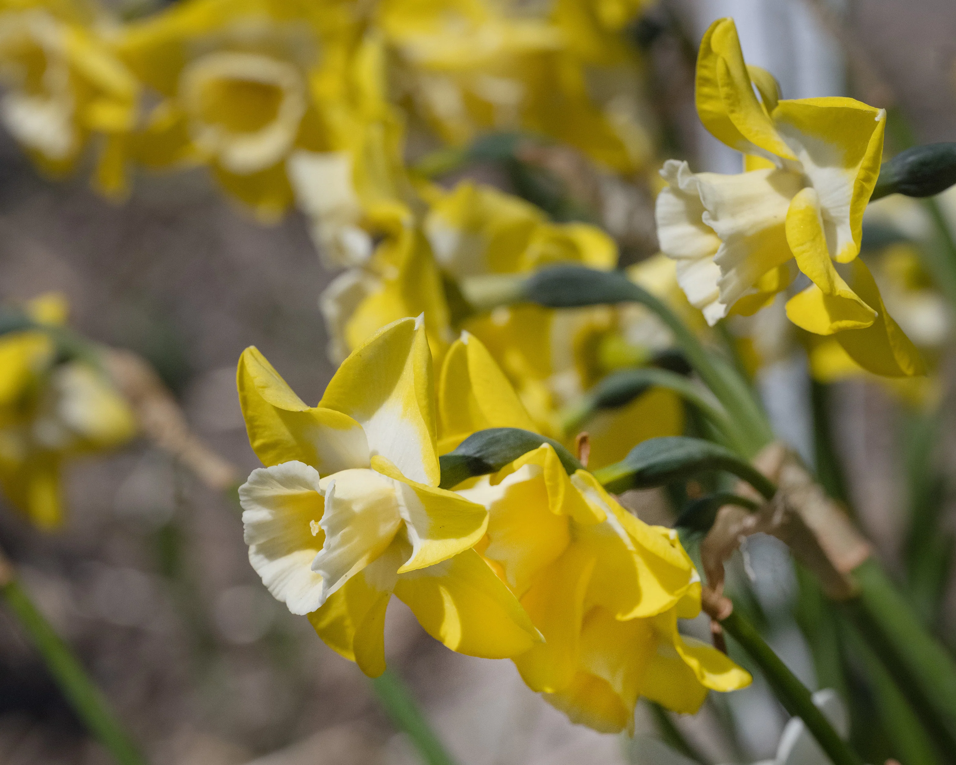 Narcissus 'Hunter Sunrise' - Image 6