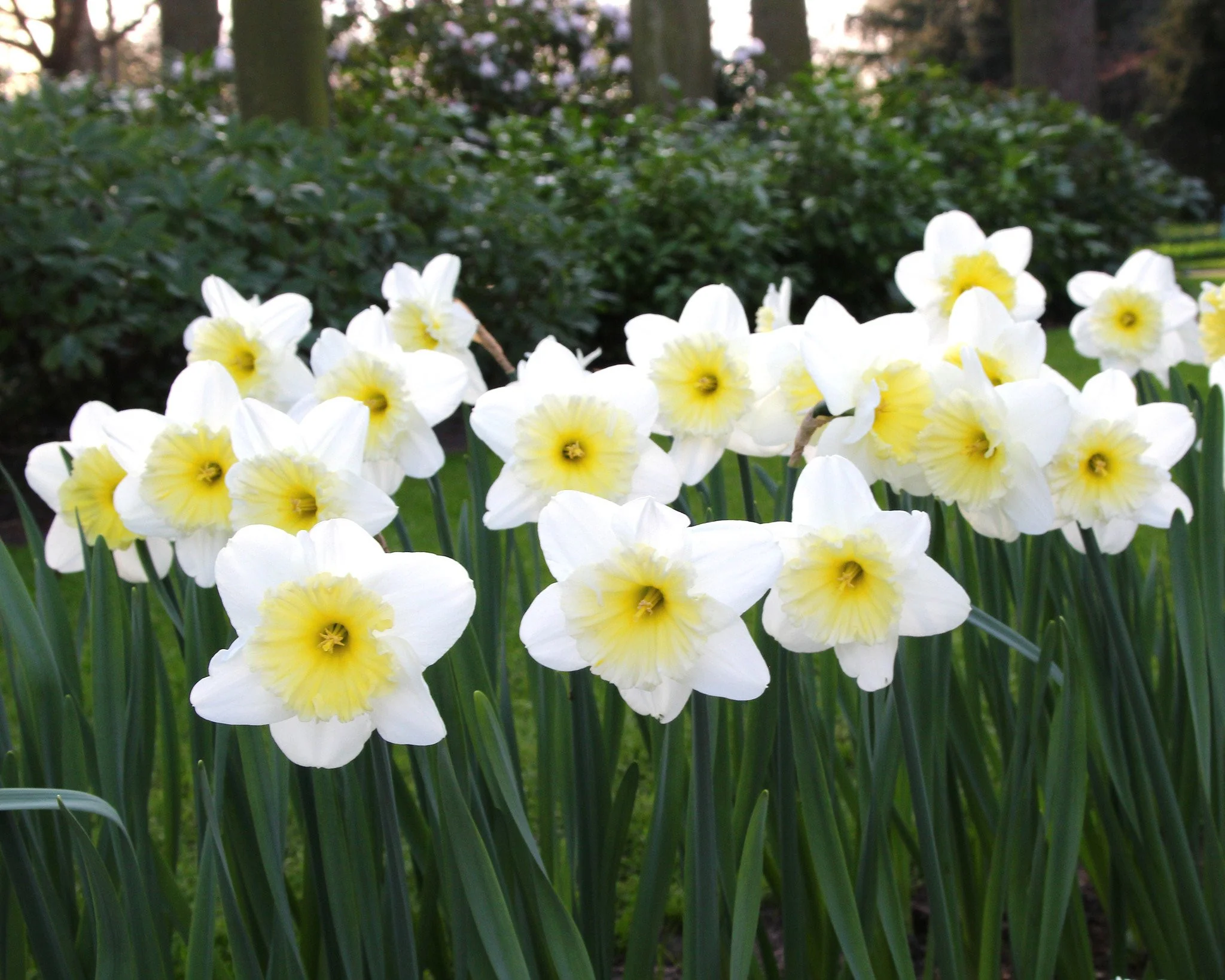 Narcissus 'Ice Follies' - Image 3
