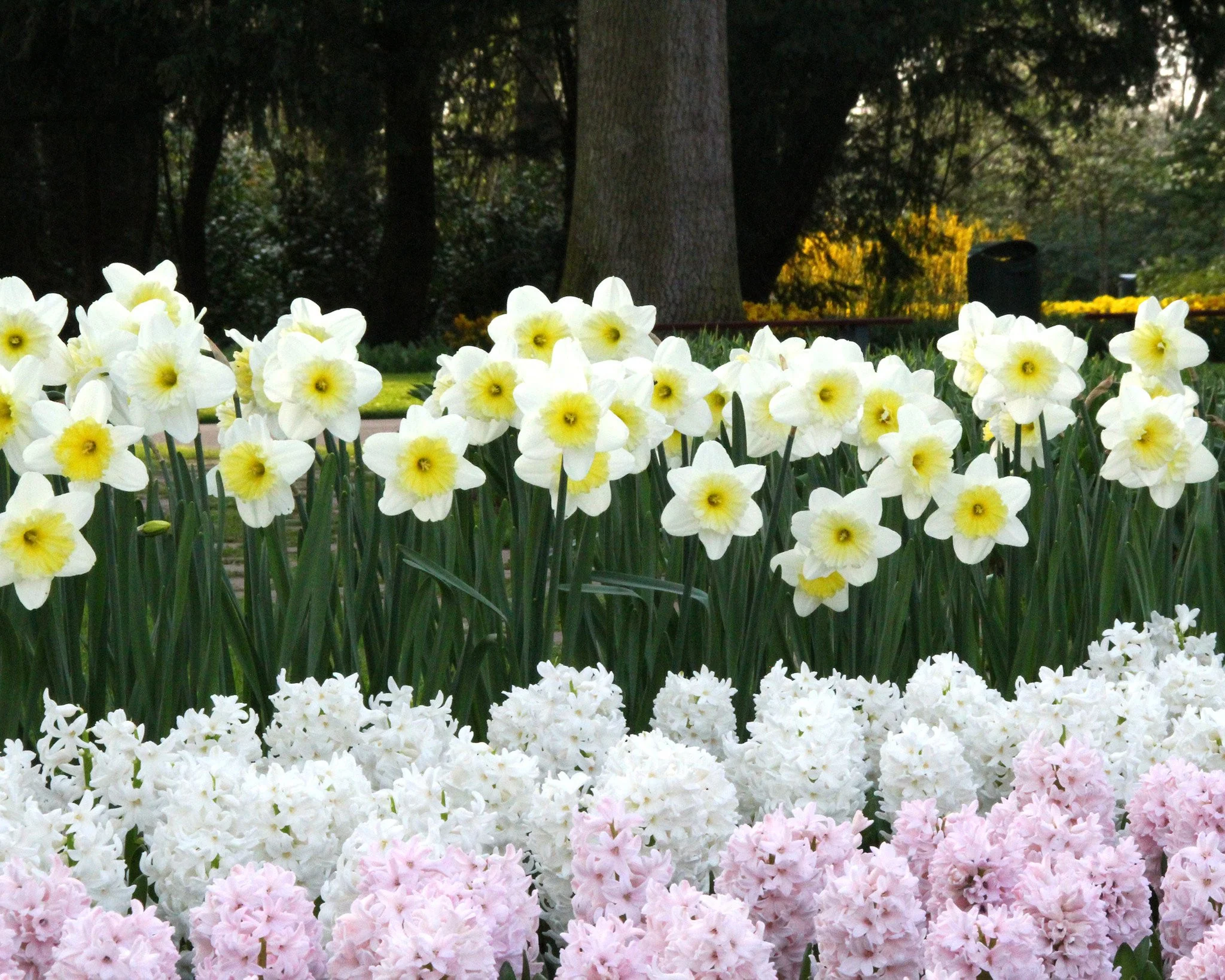 Narcissus 'Ice Follies' - Image 7