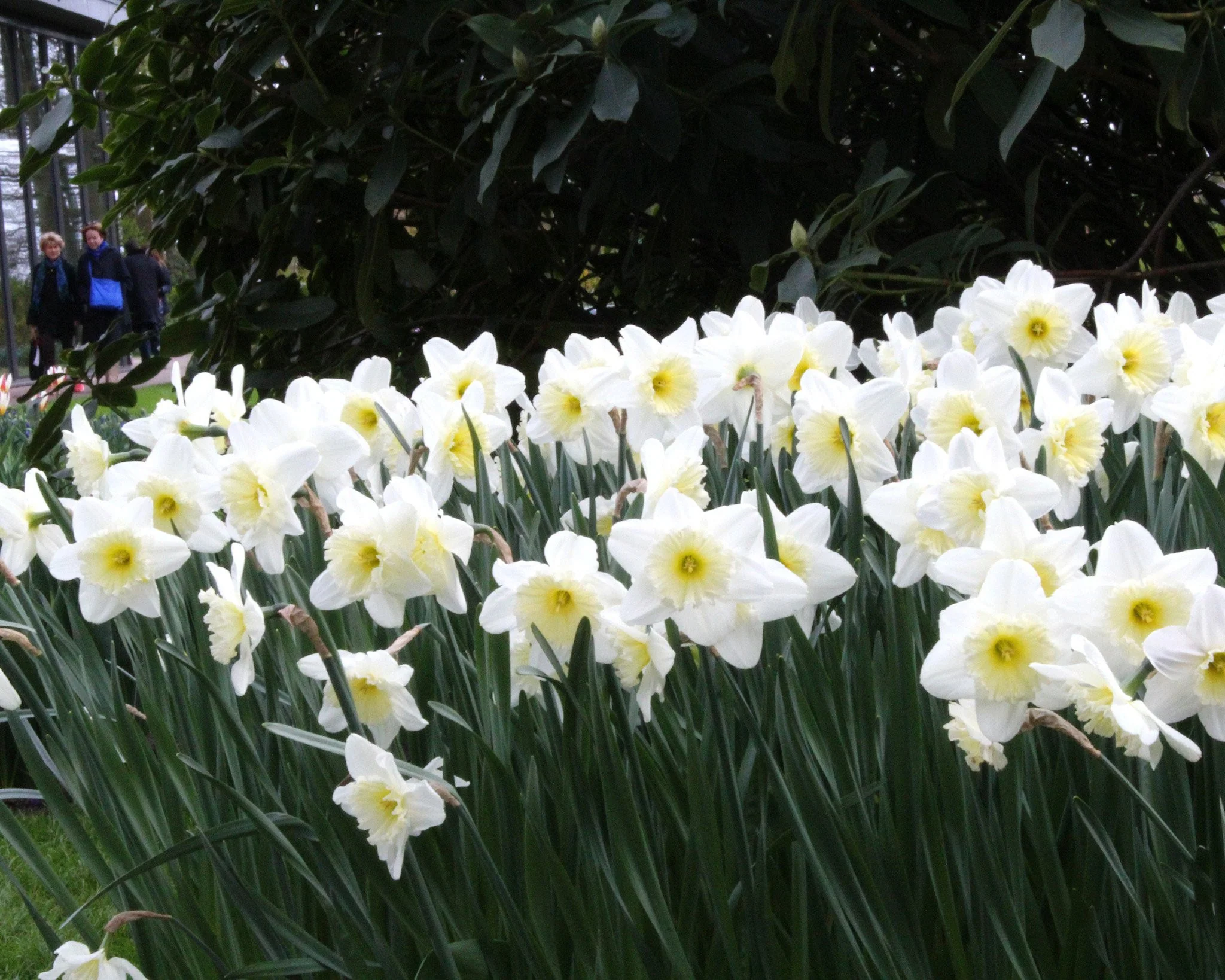 Narcissus 'Ice Follies' - Image 8