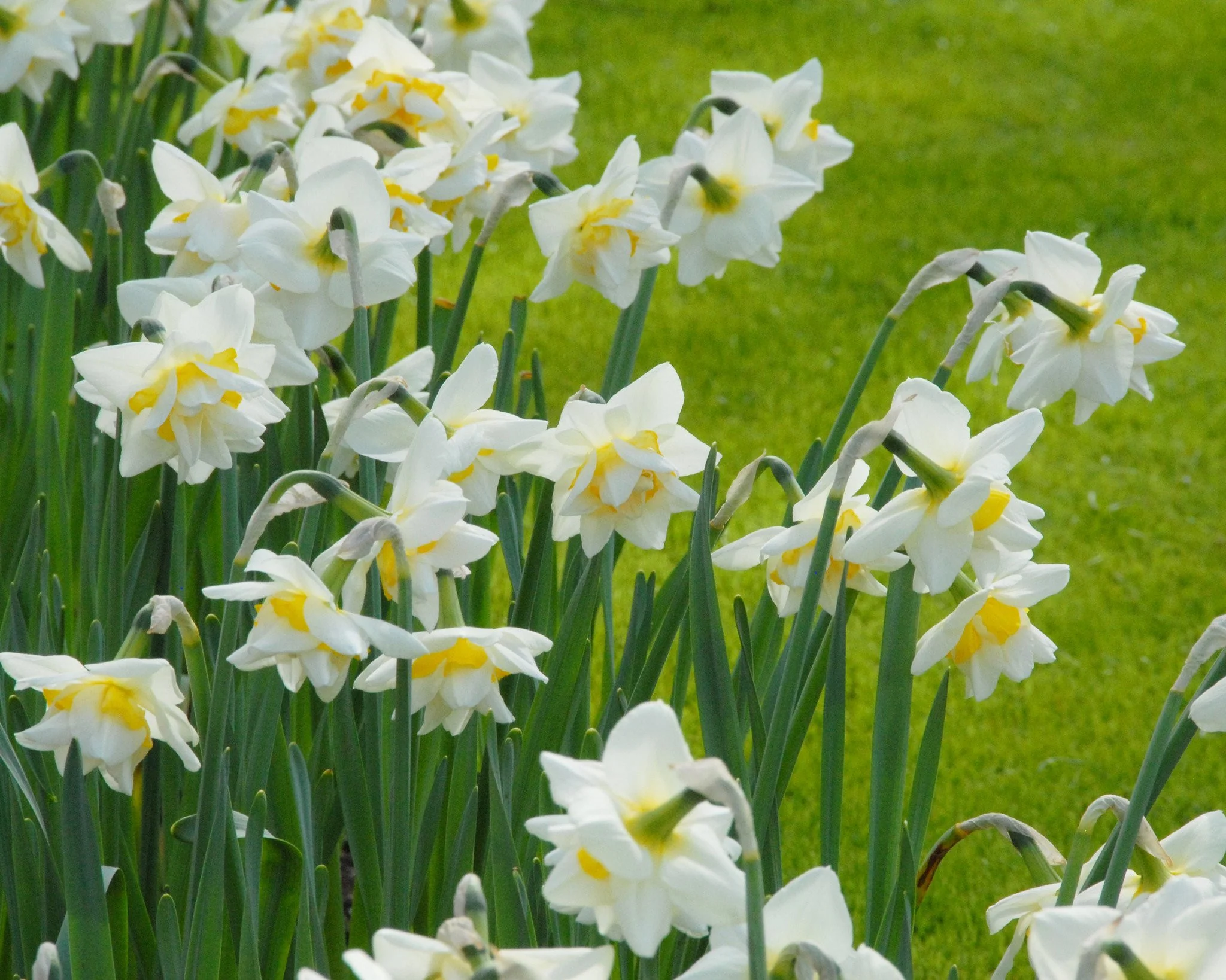 Narcissus 'Ice King' - Image 2