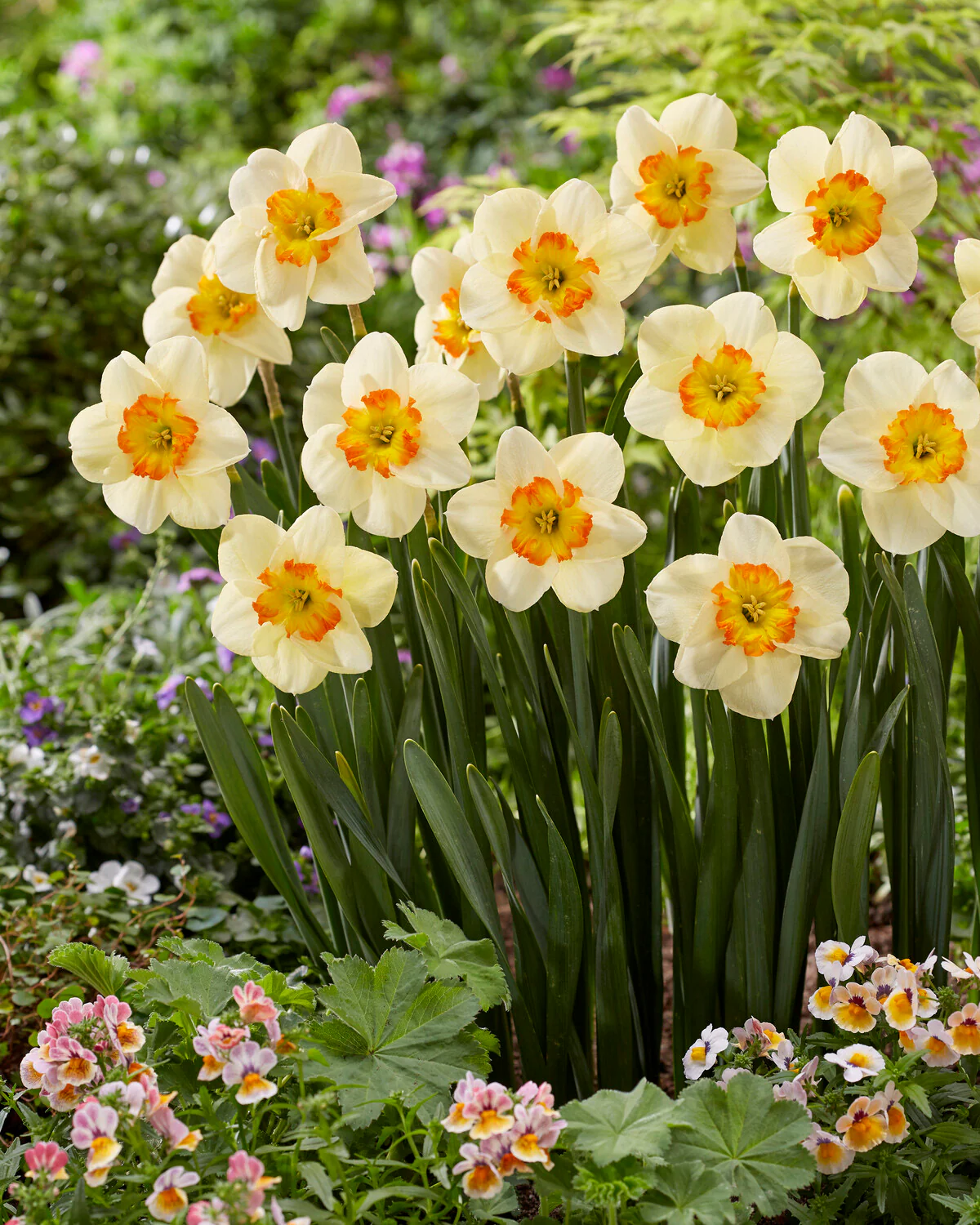 Narcissus 'Infinite Joy' - Image 2