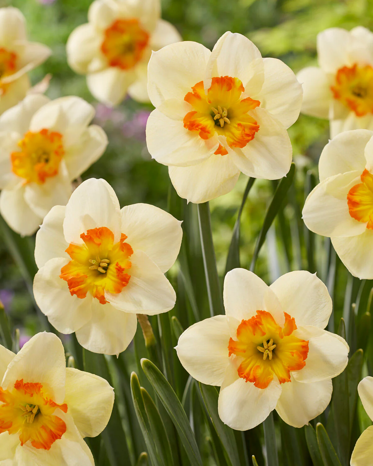 Narcissus 'Infinite Joy' - Image 3