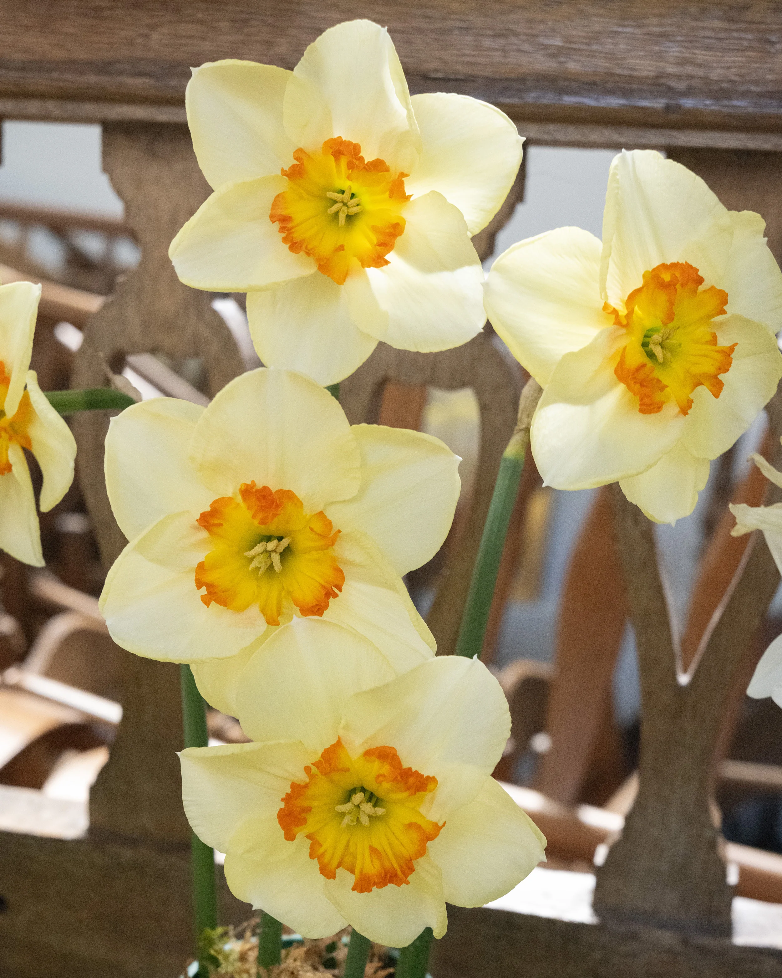 Narcissus 'Infinite Joy' - Image 4