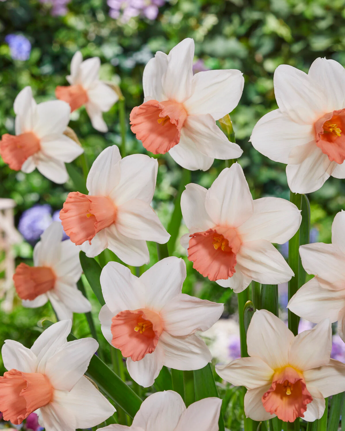 Narcissus 'Iwona' - Image 12