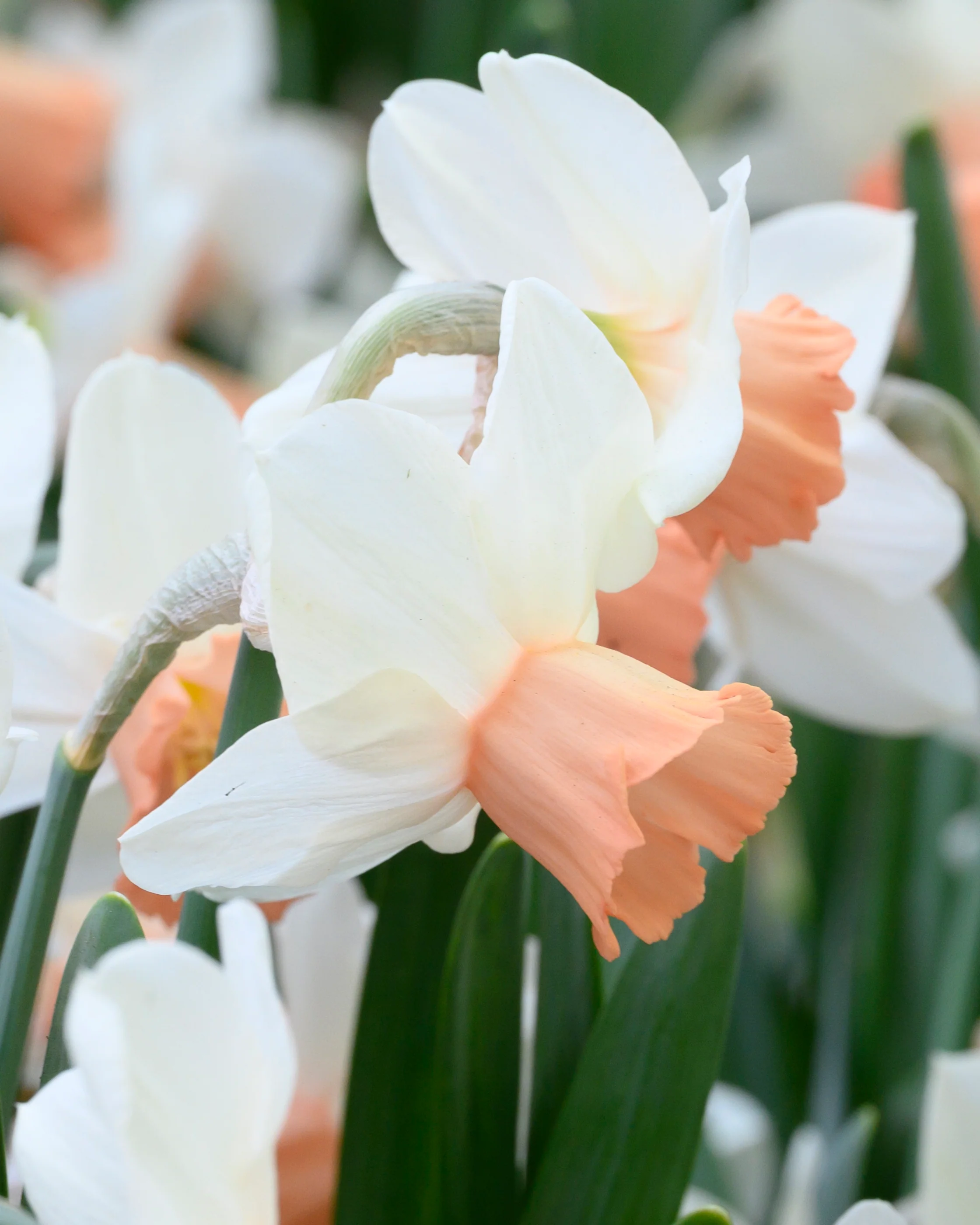 Narcissus 'Iwona' - Image 4