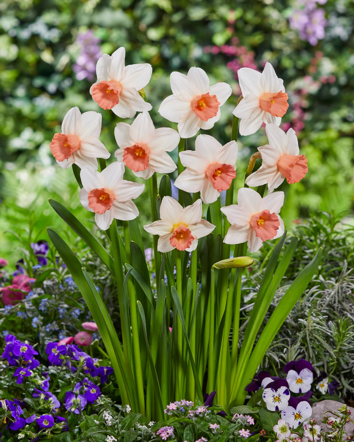 Narcissus 'Iwona' - Image 9