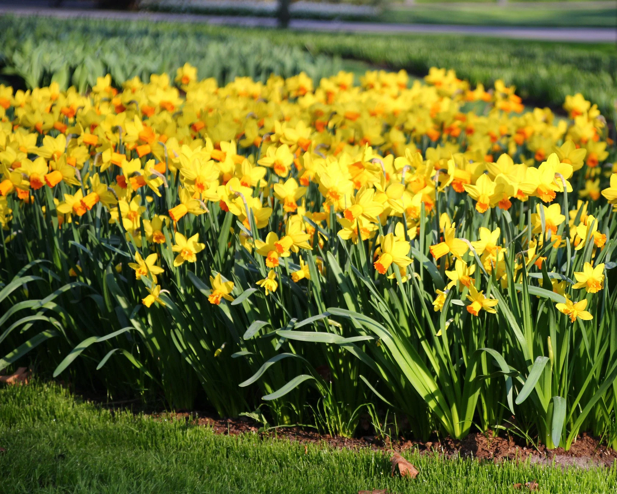 Narcissus 'Jetfire' - Image 6