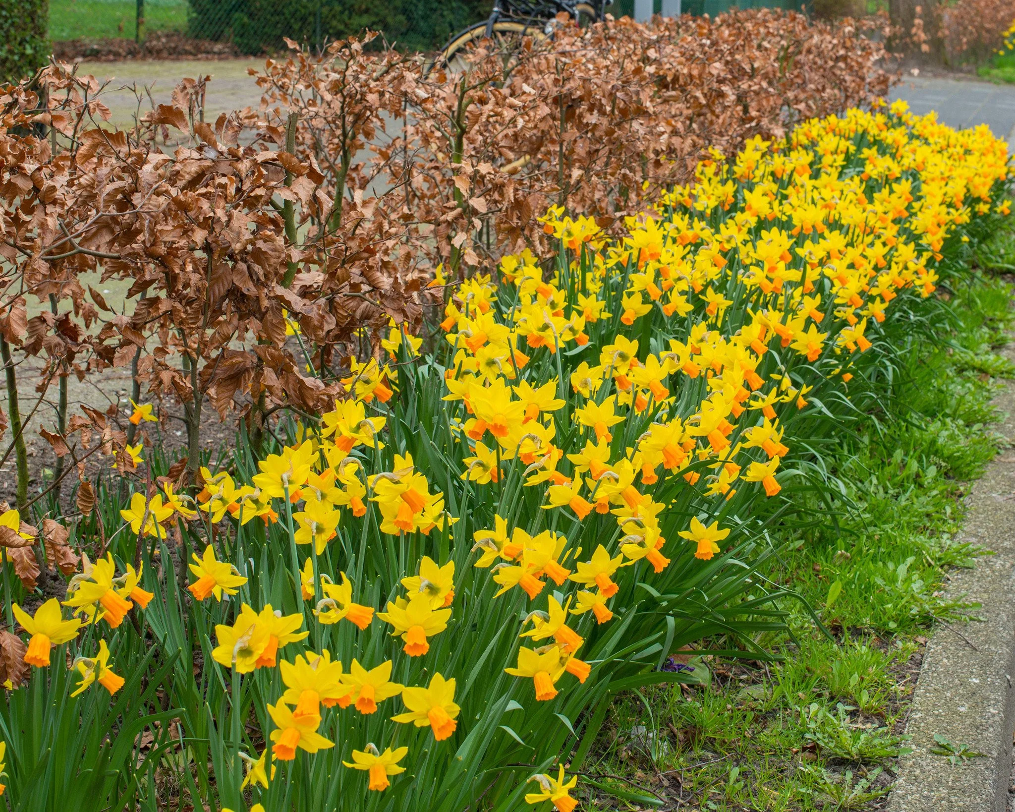 Narcissus 'Jetfire' - Image 7