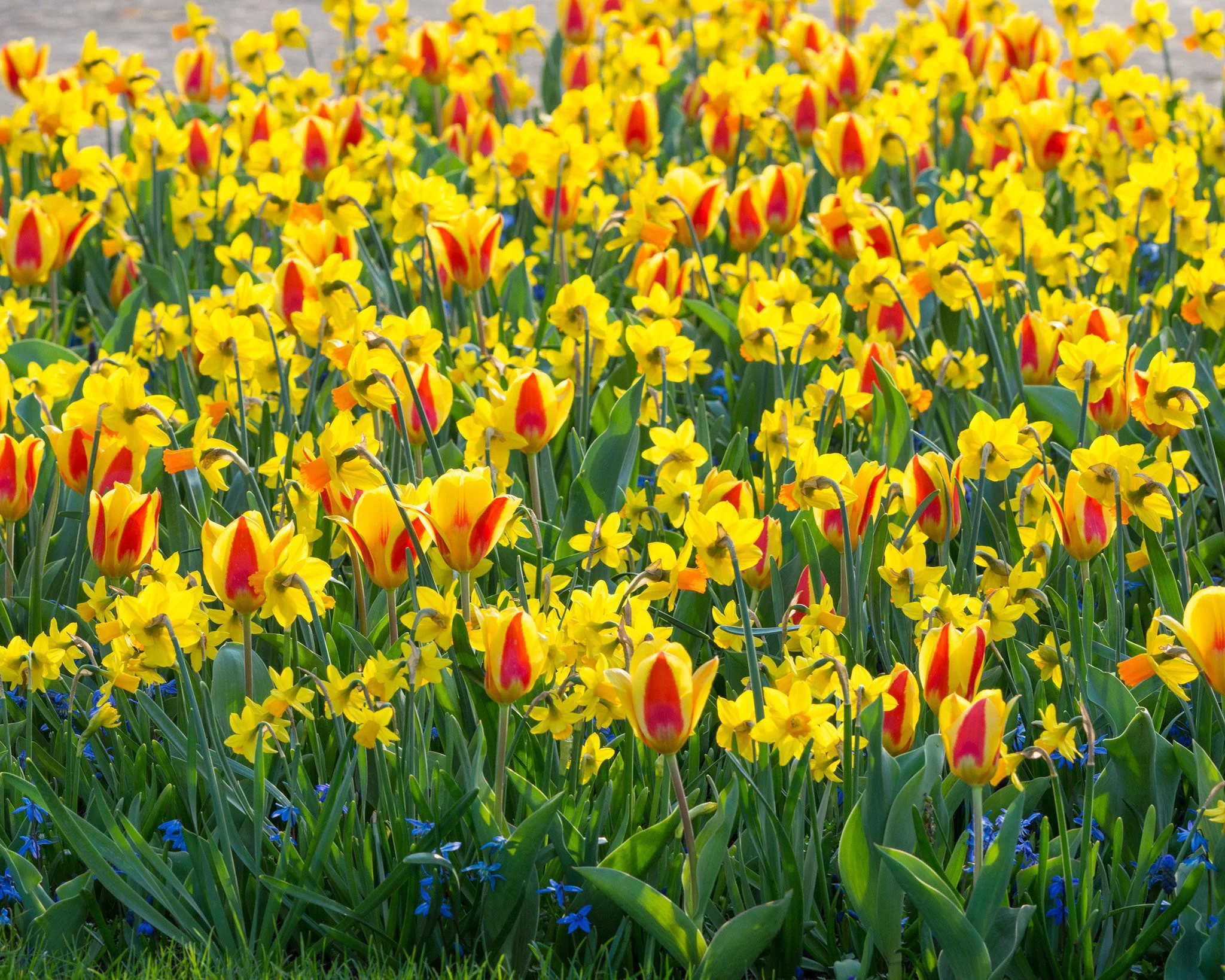 Narcissus 'Jetfire' - Image 8