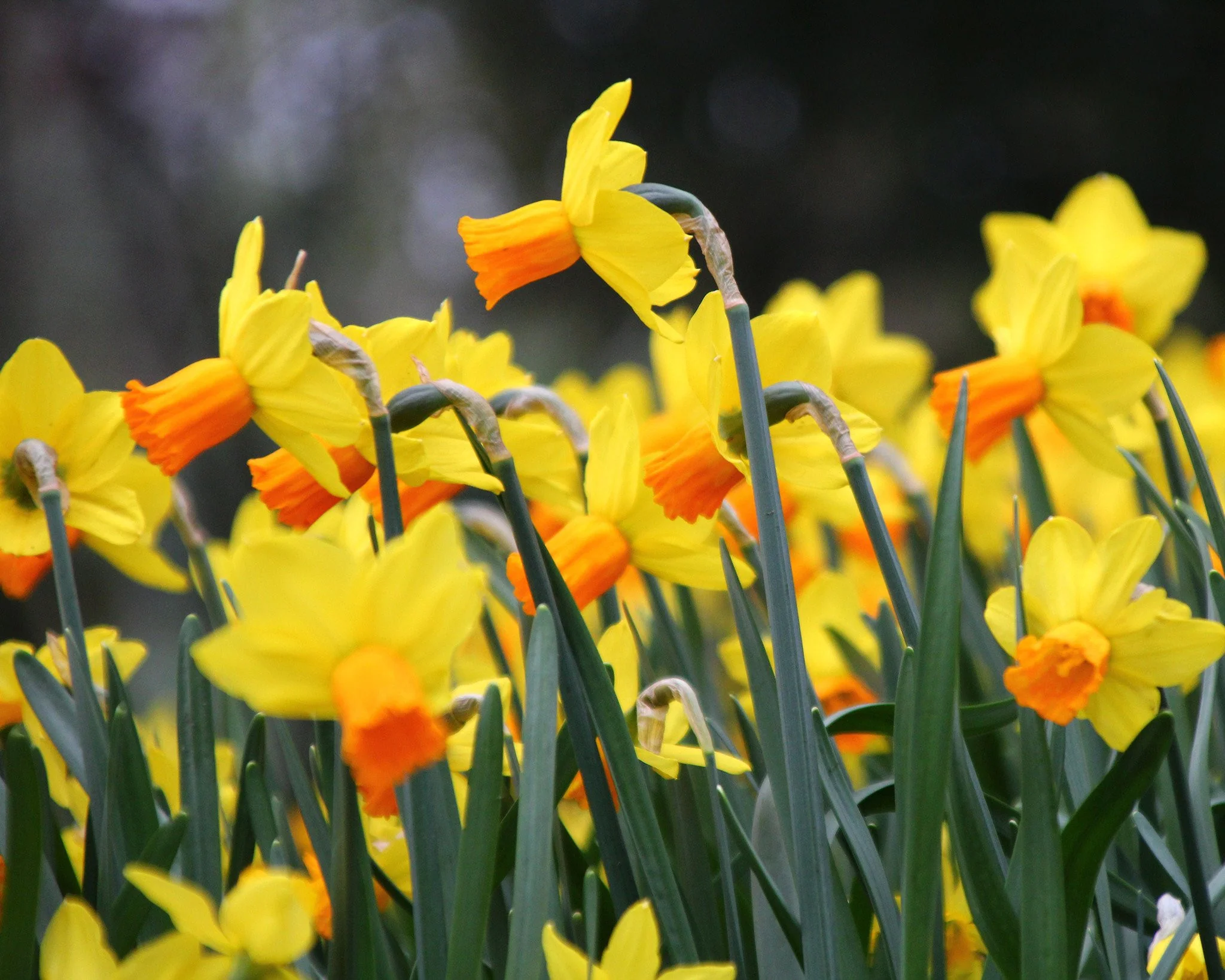 Narcissus 'Jetfire' - Image 9