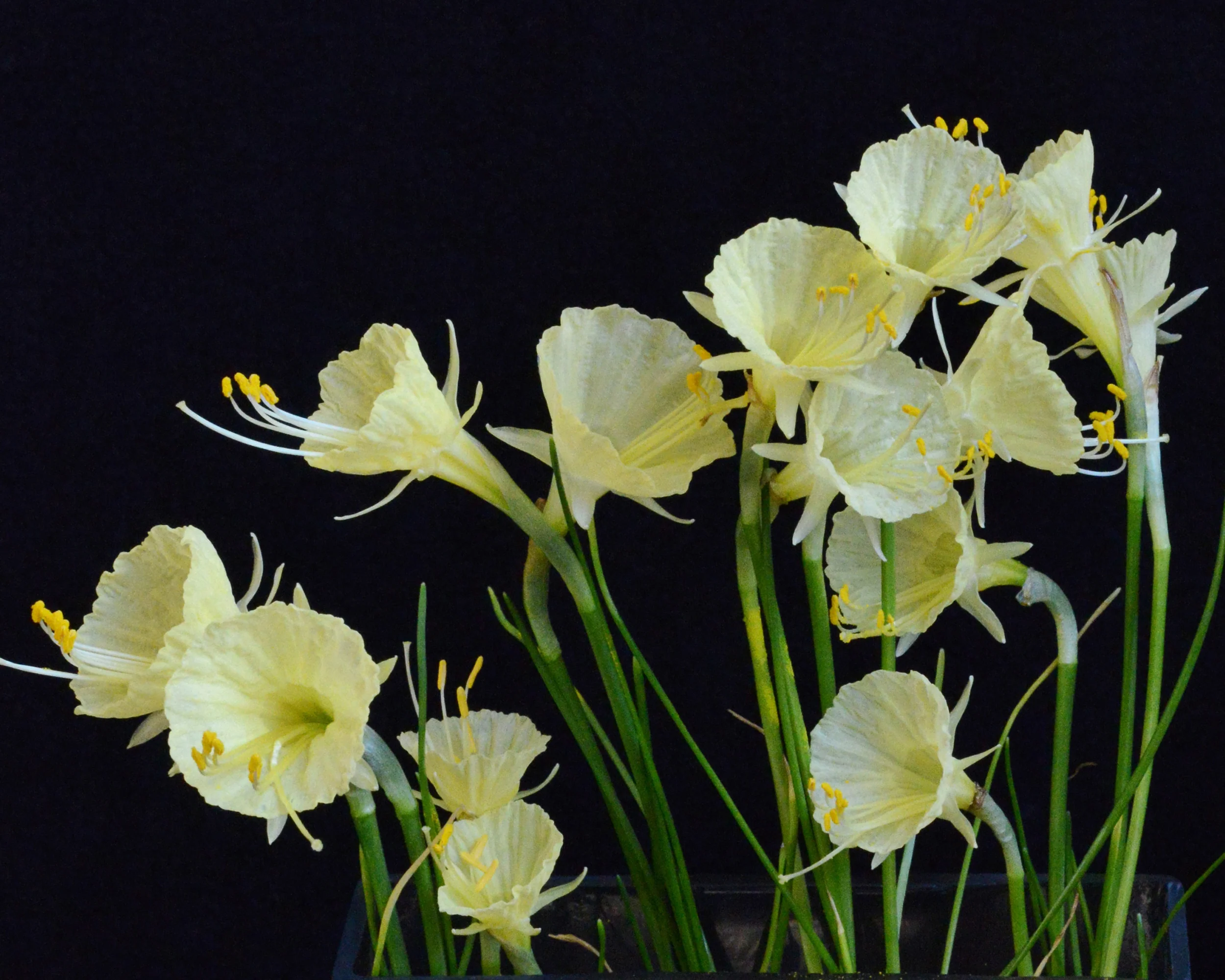 Narcissus 'Julia Jane' - Image 4
