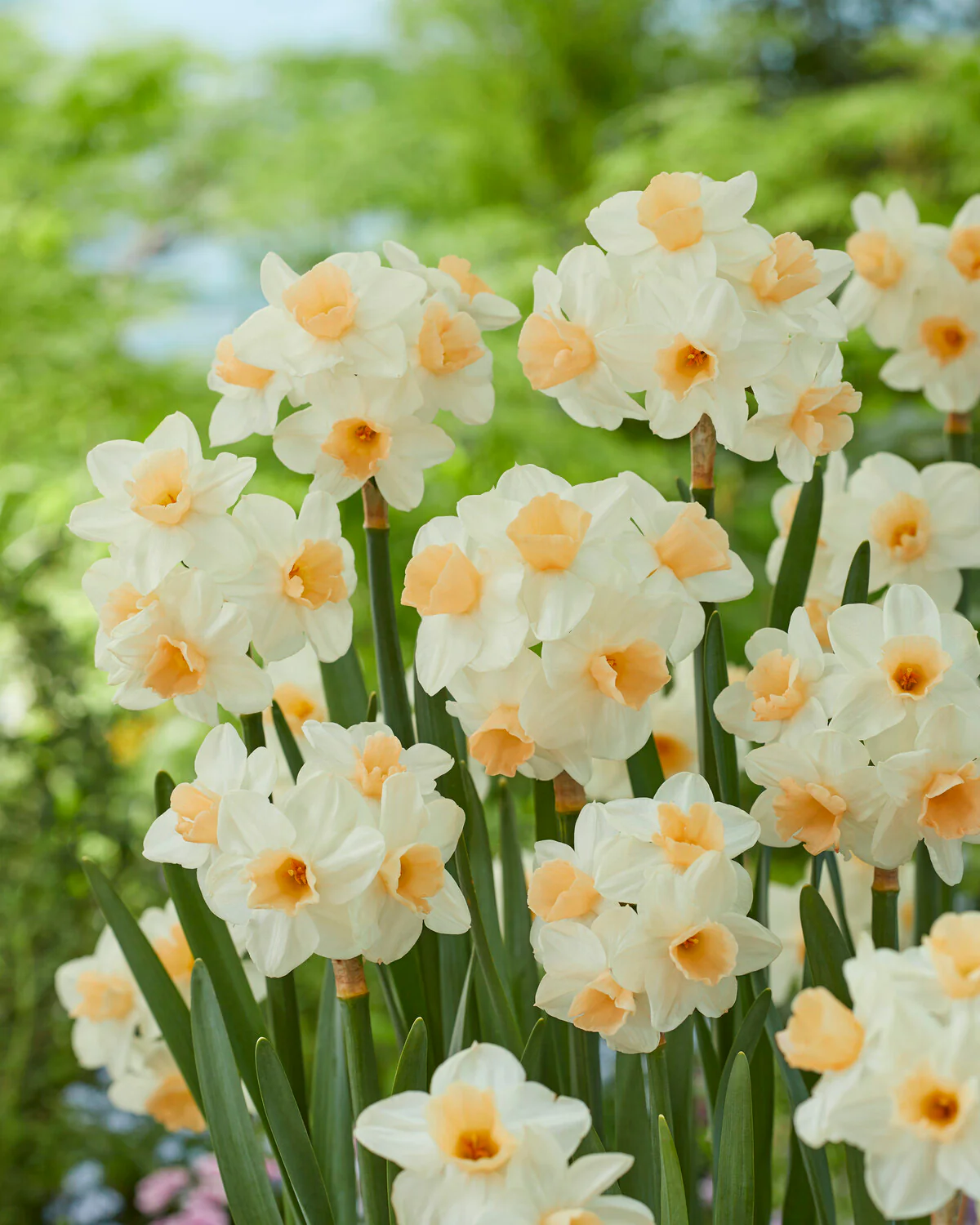 Narcissus 'Kapiti Peach' - Image 6