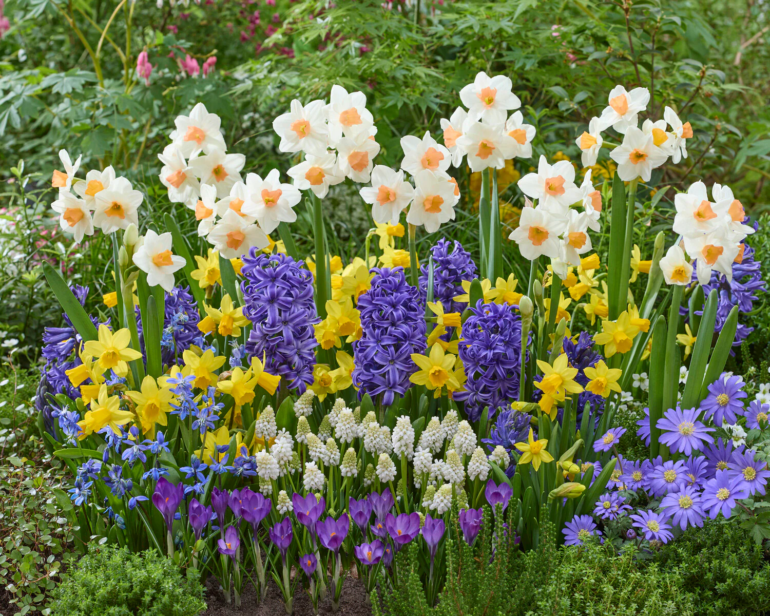 Narcissus 'Kapiti Peach' - Image 8
